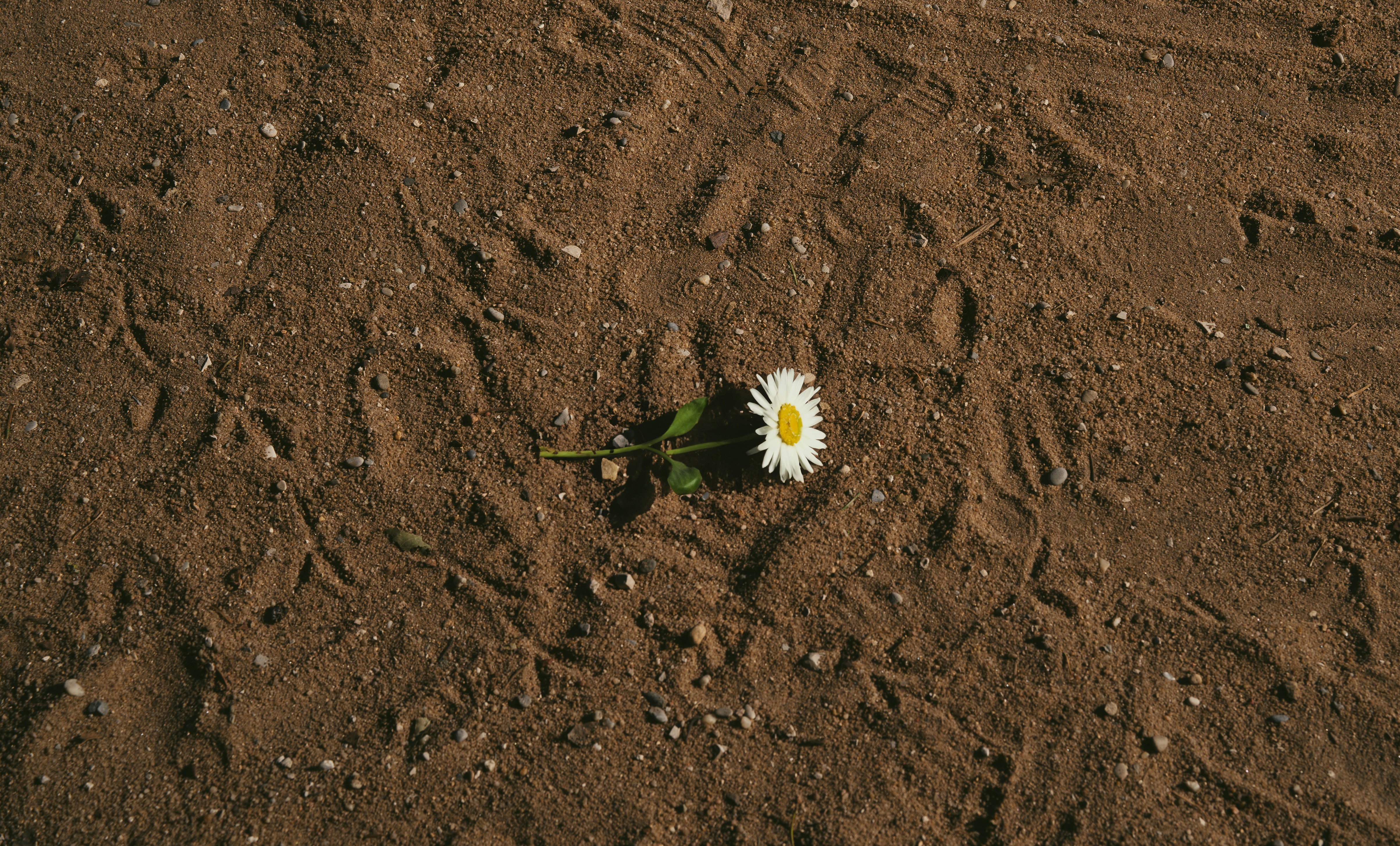 a single white flower sitting on top of a dirt field
