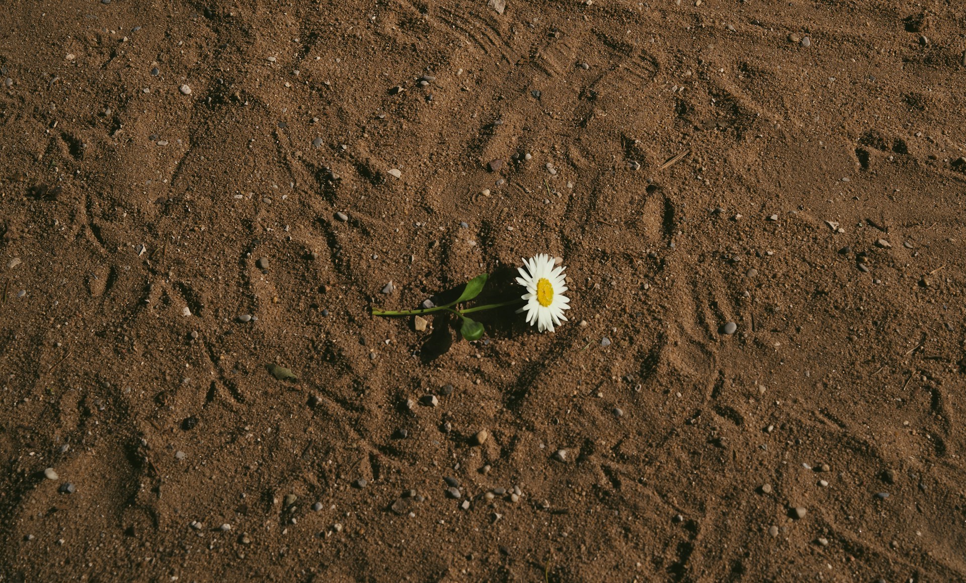 a single white flower sitting on top of a dirt field