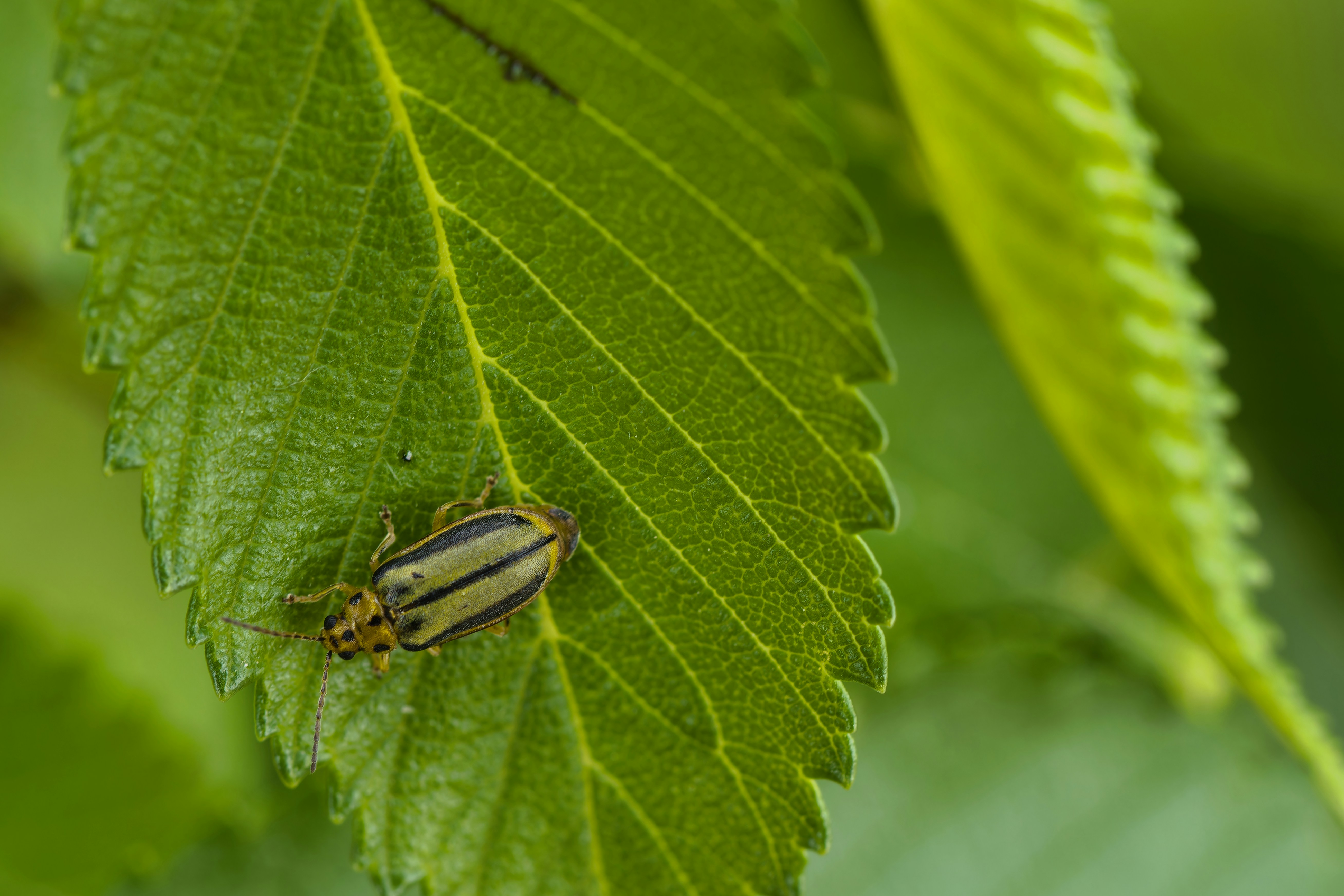A bug sitting on top of a green leaf photo – Free Animal Image on Unsplash