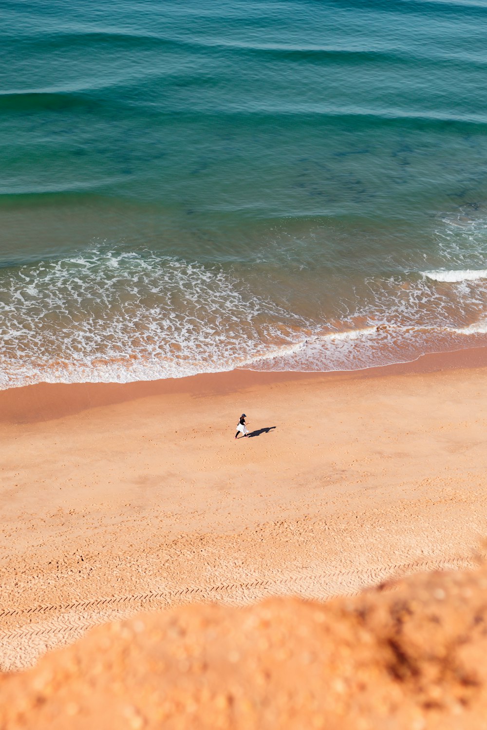 a bird is standing on a beach near the ocean
