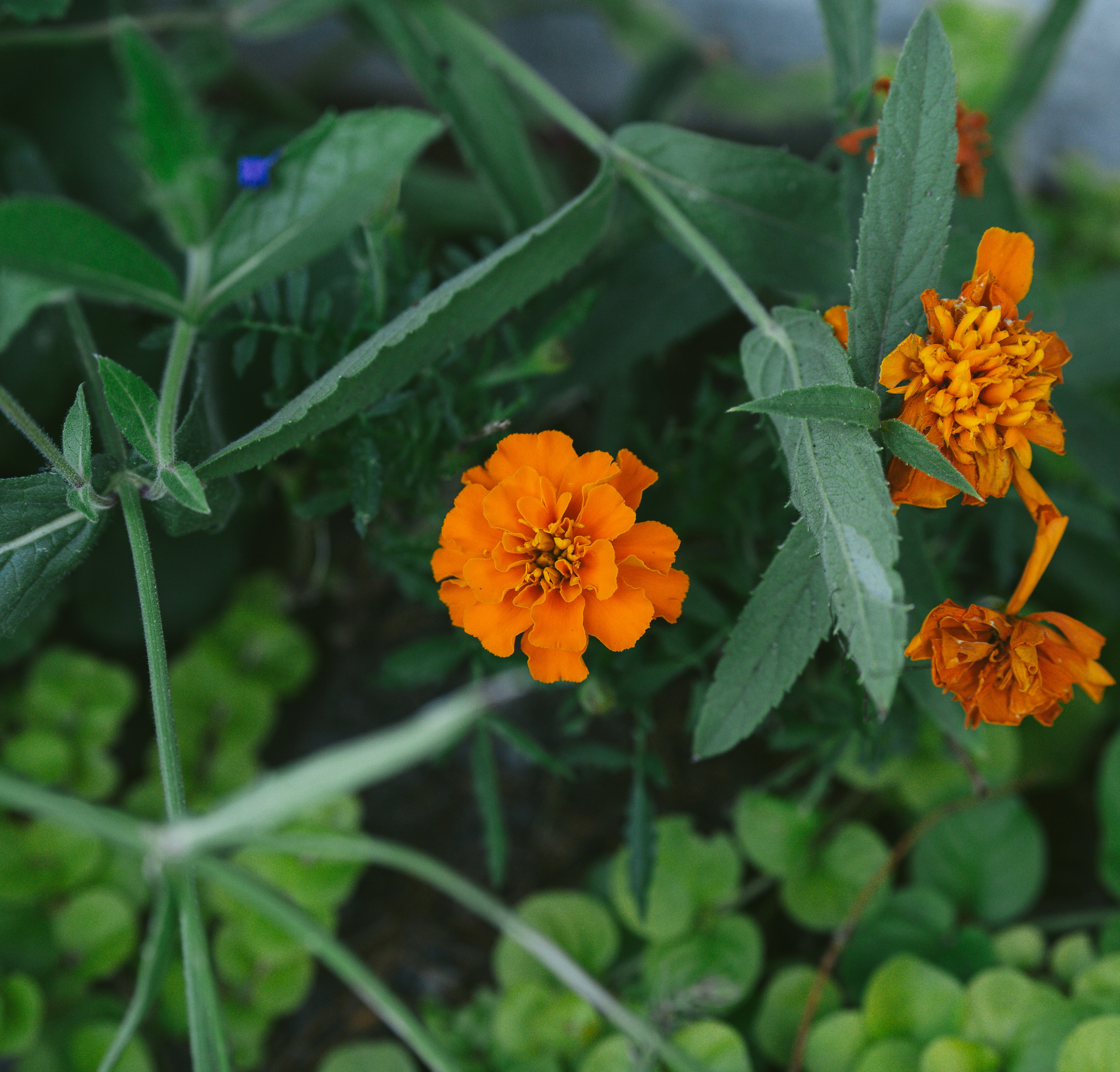 New Insights on Blood Substances and MS Treatment