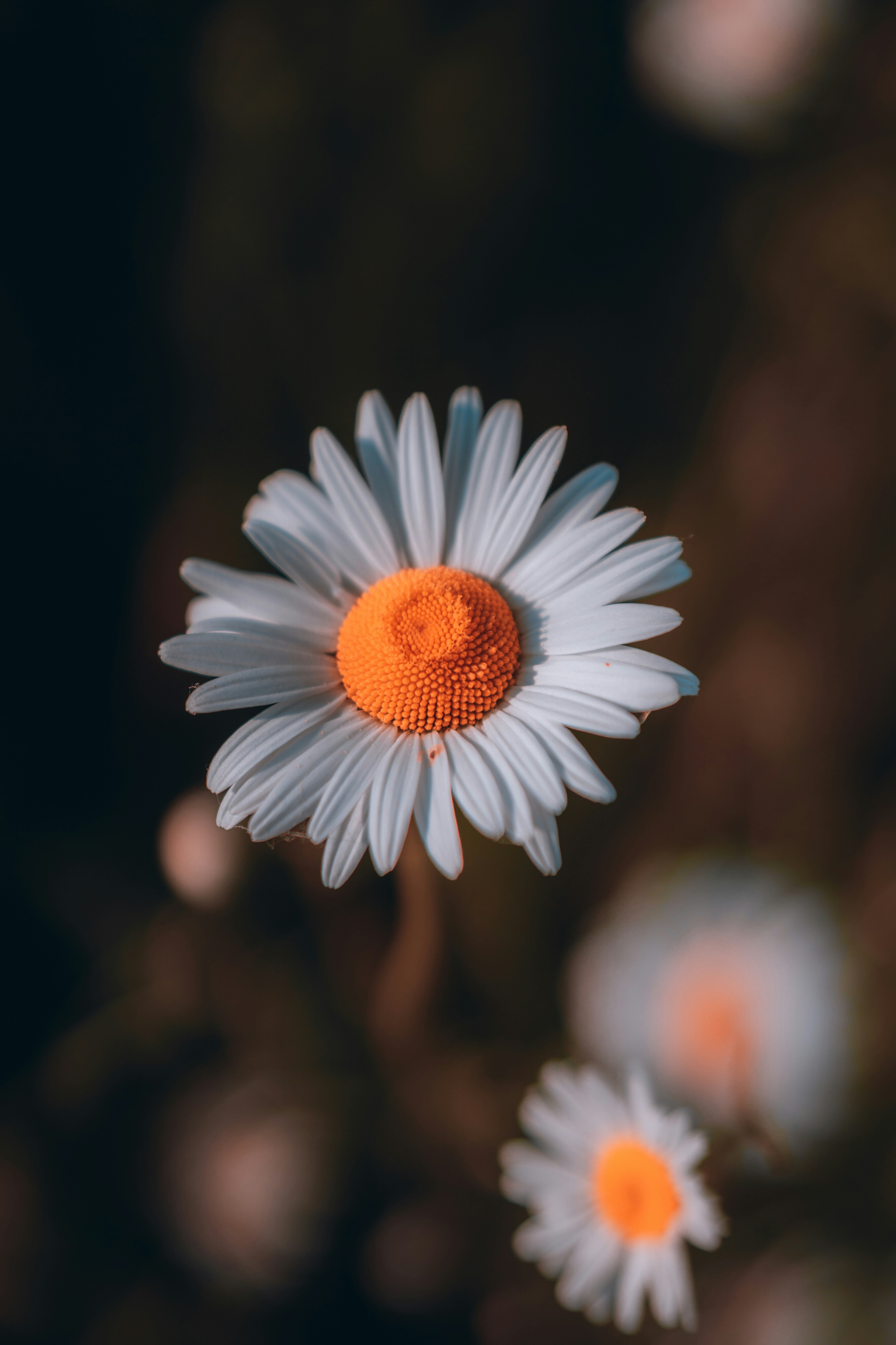 eine Nahaufnahme einer Blume mit verschwommenem Hintergrund