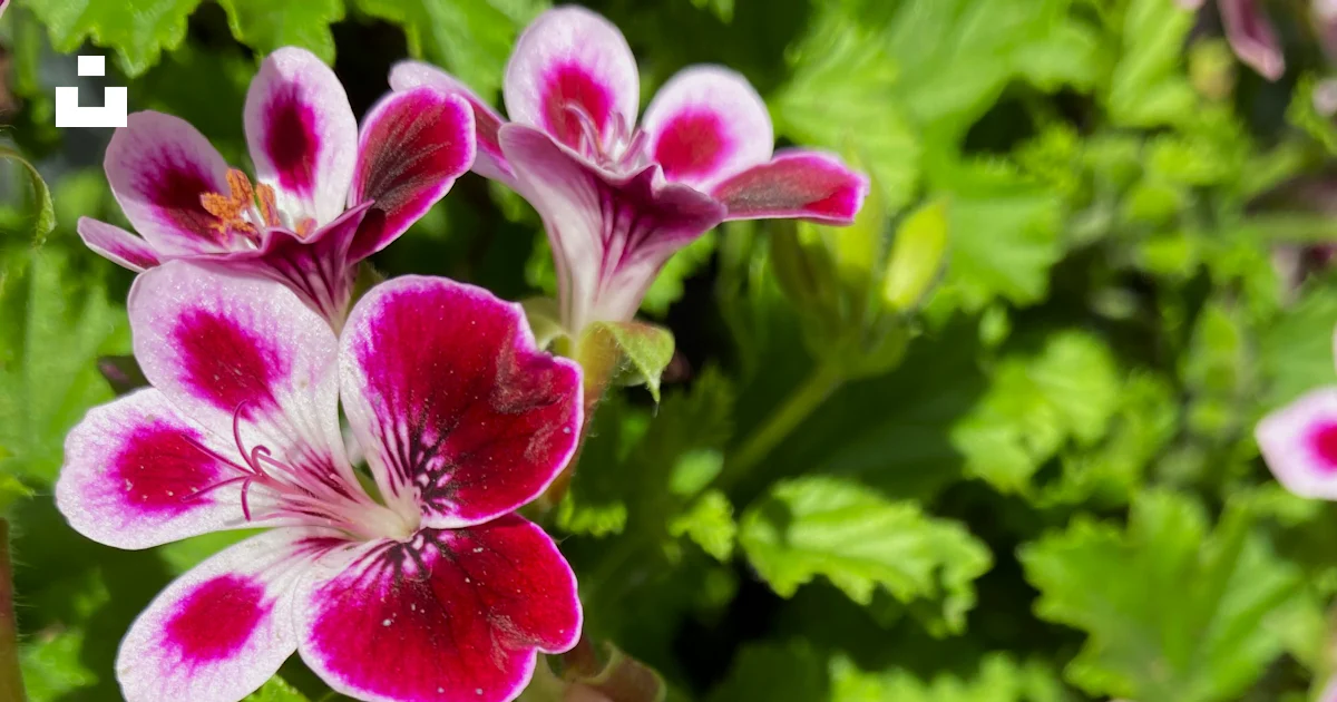 A bunch of flowers that are in the grass photo – Free Geranium Image on ...