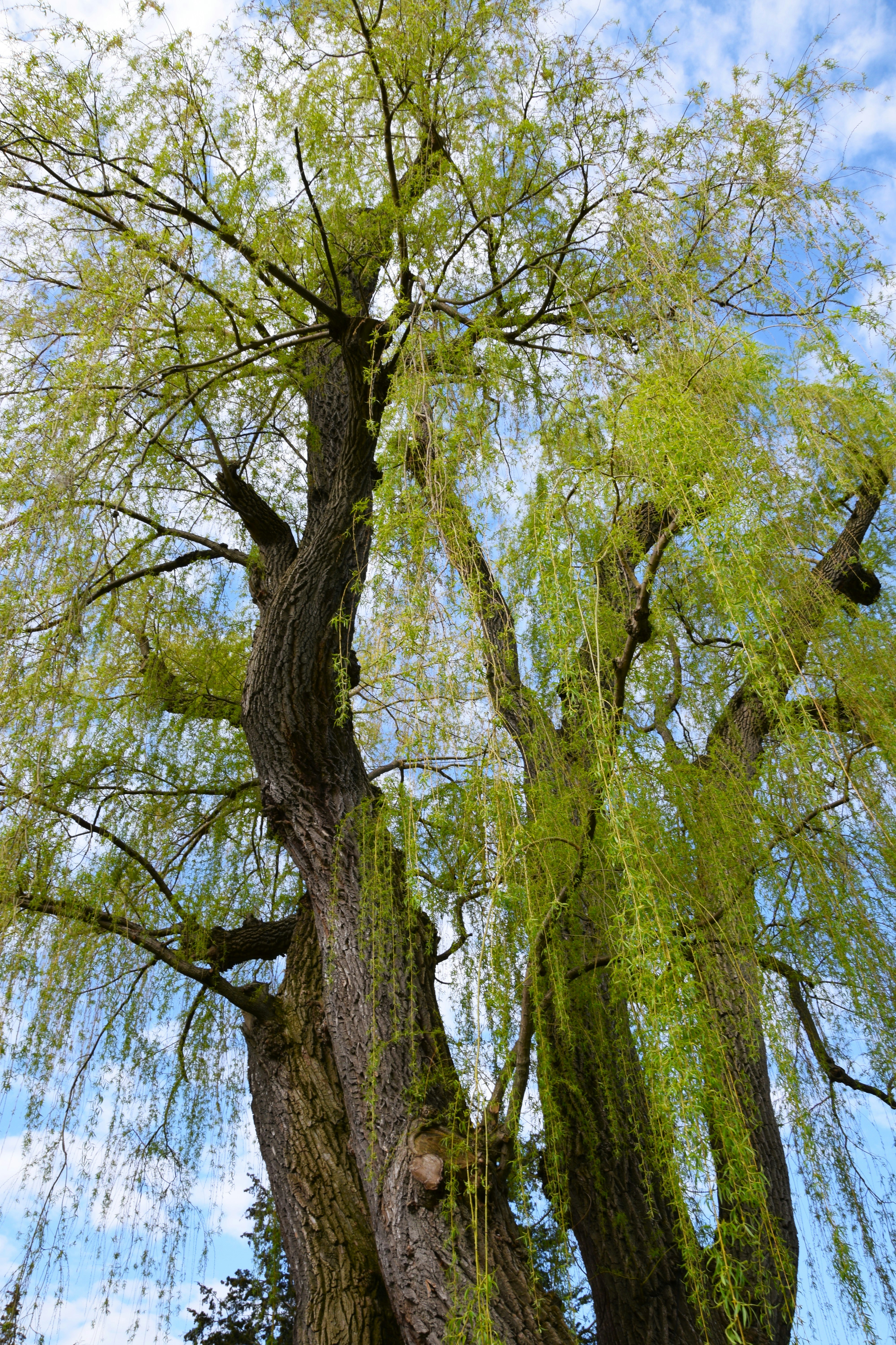 a large tree with lots of green leaves