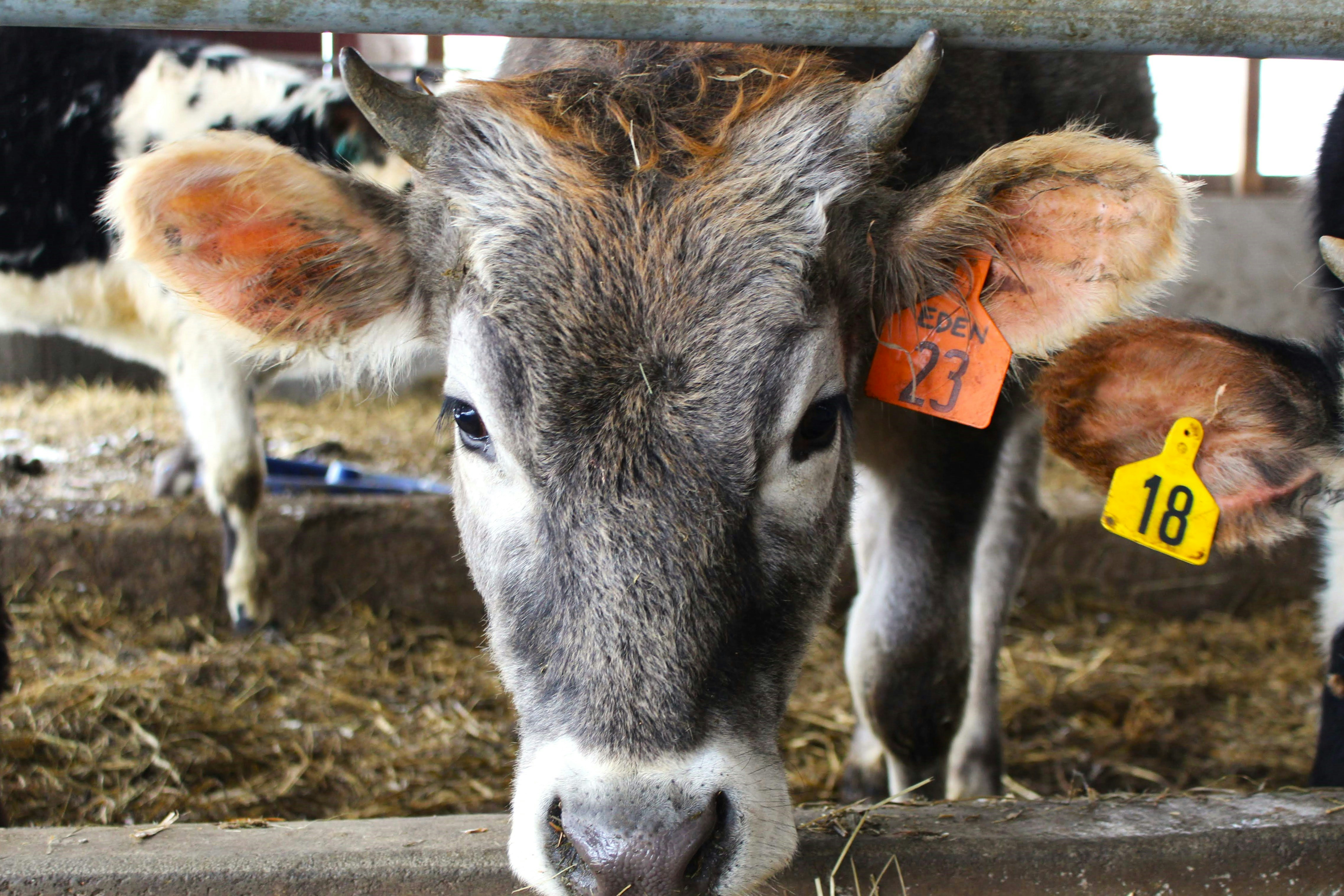 a group of cows standing next to each other