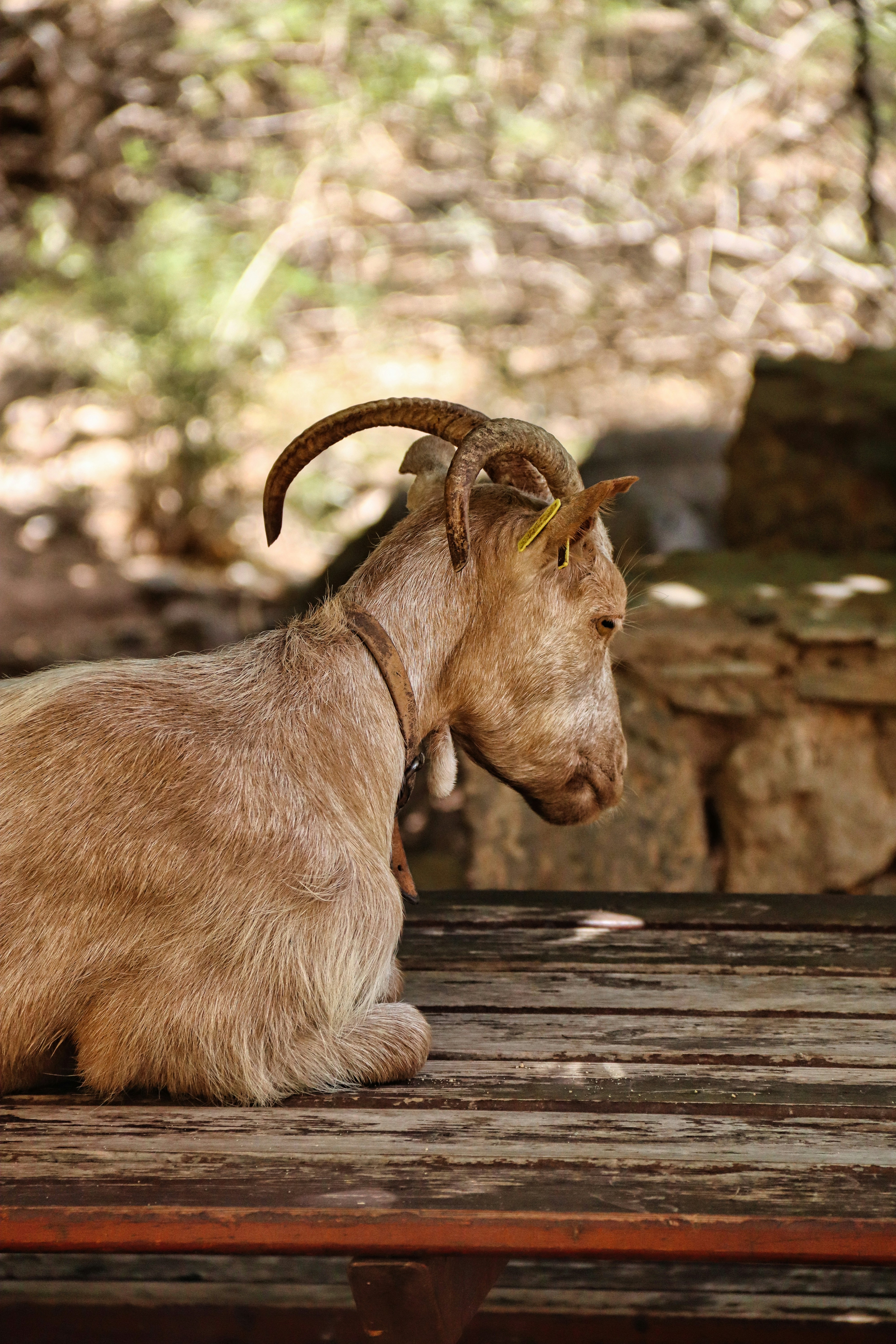 Local Goat Drink Menu