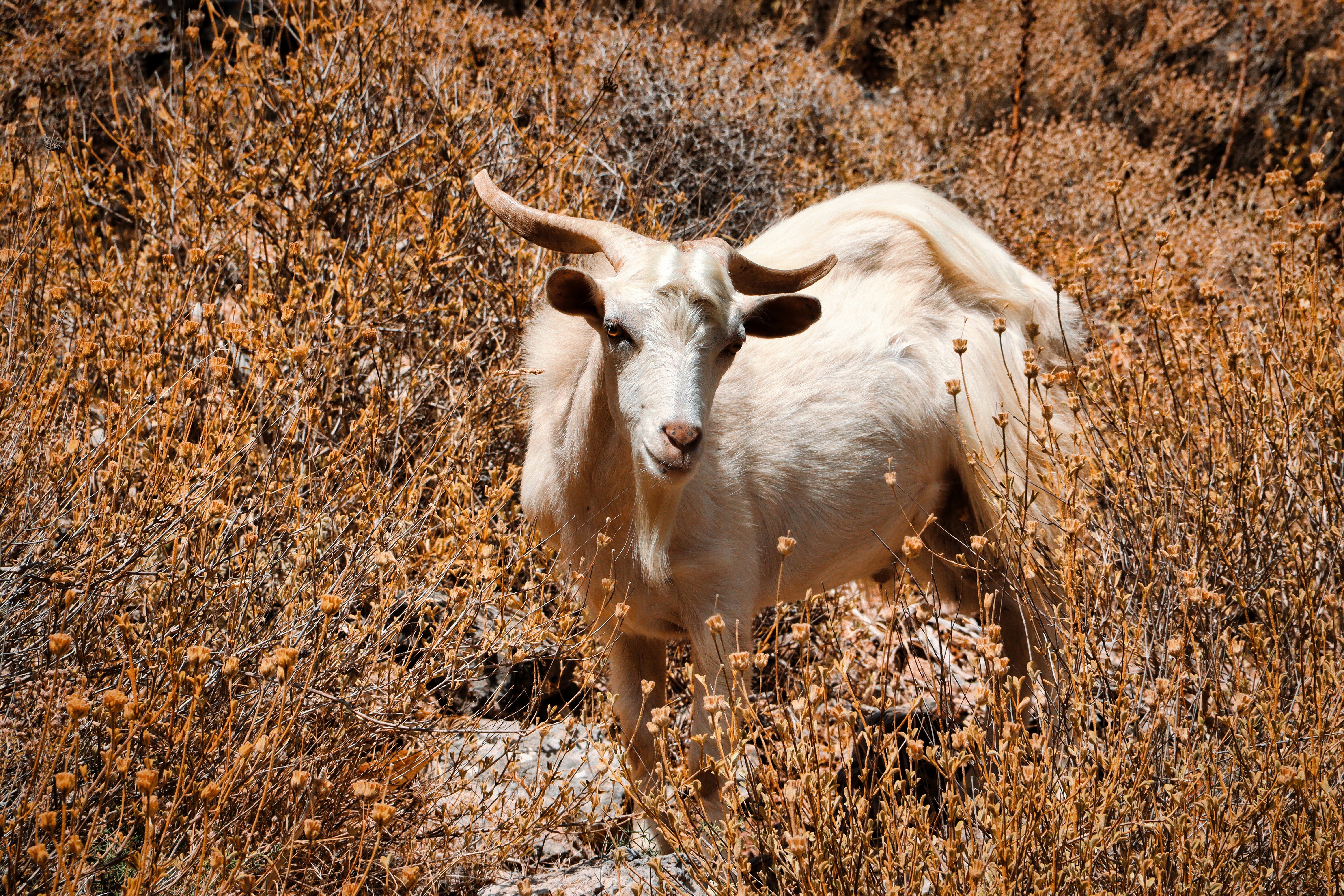 a goat standing in a field of tall grass