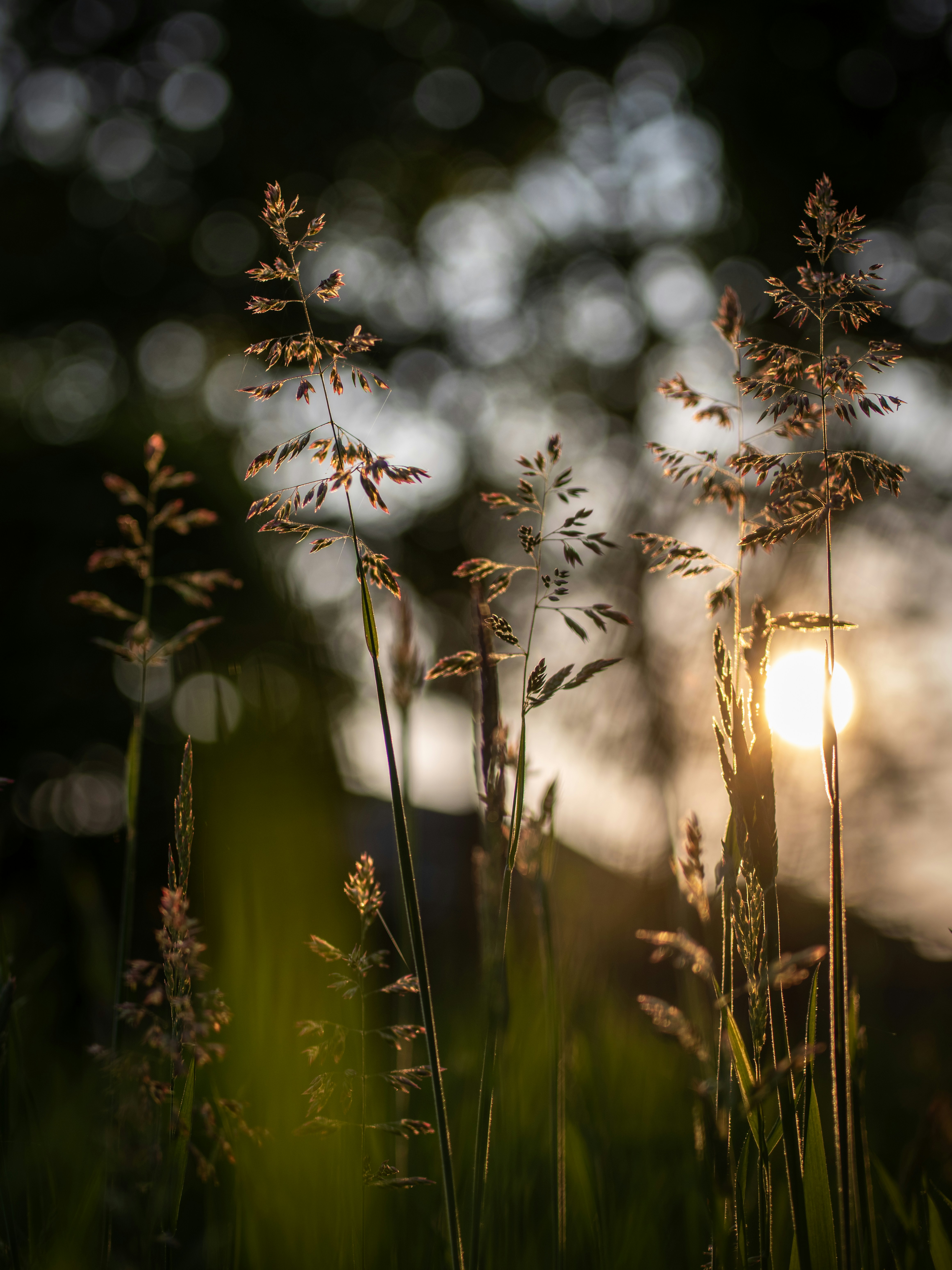 the sun is shining through the trees and grass