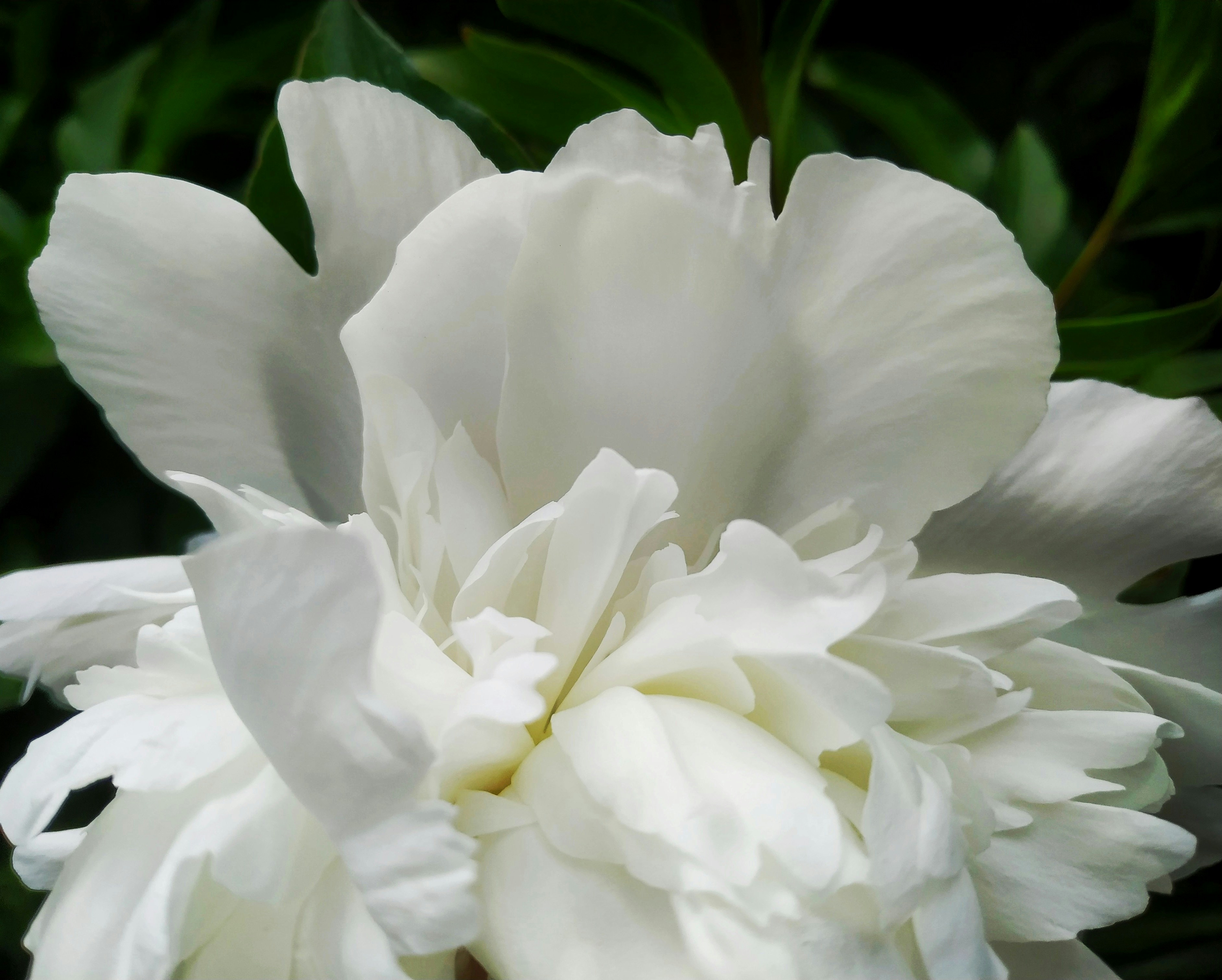 a large white flower with green leaves in the background