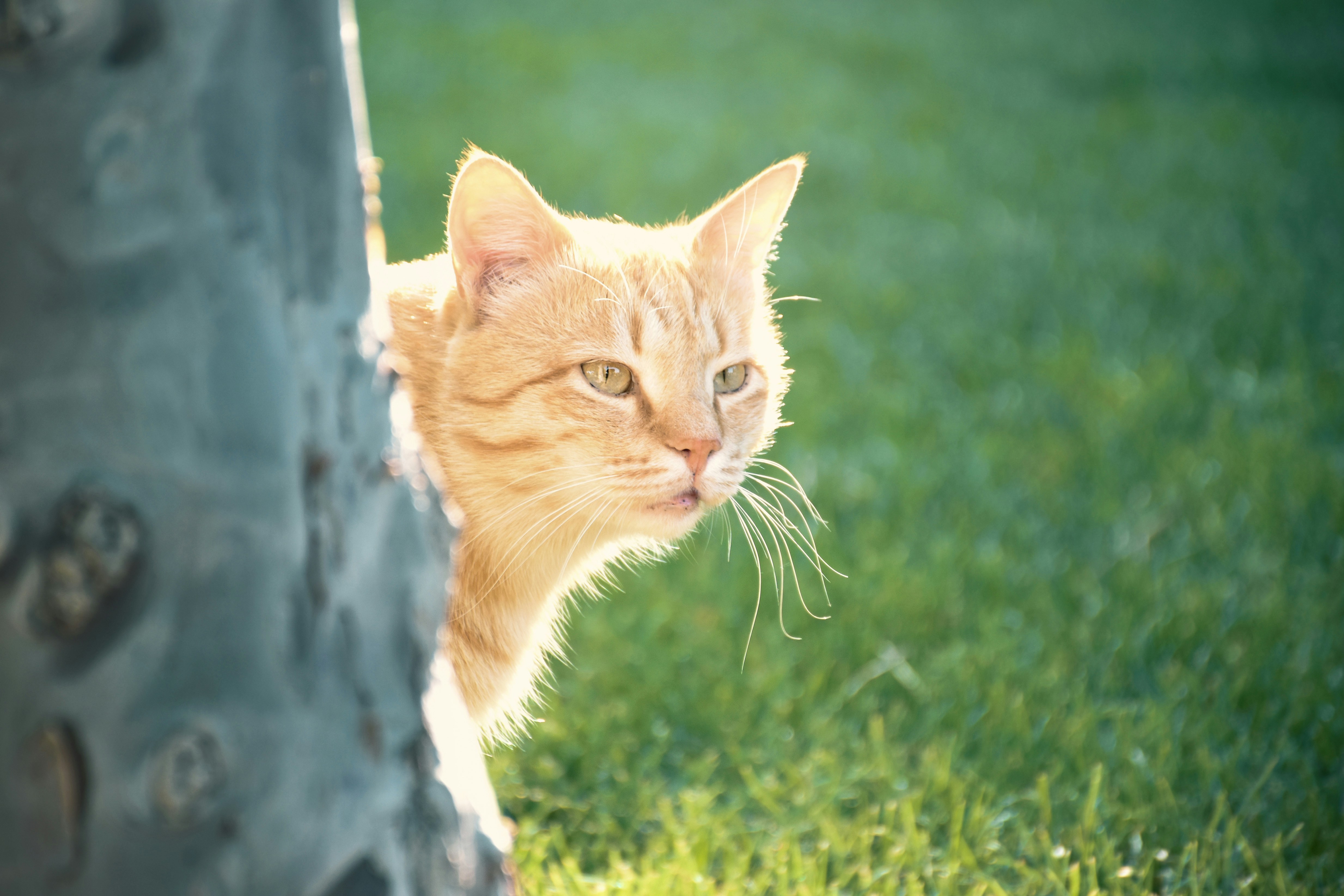 an orange cat peeking out from behind a tree