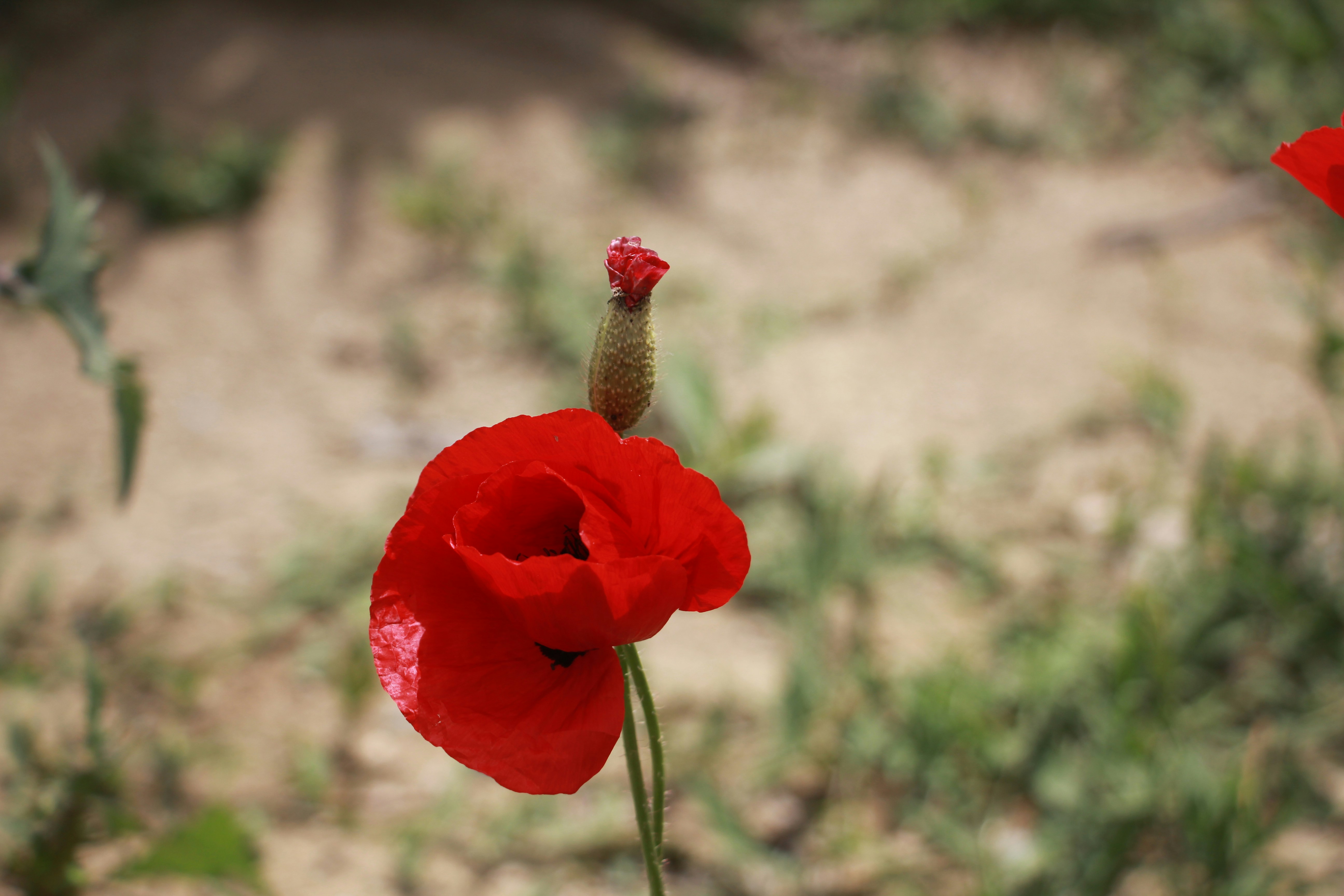 Photo by albinash