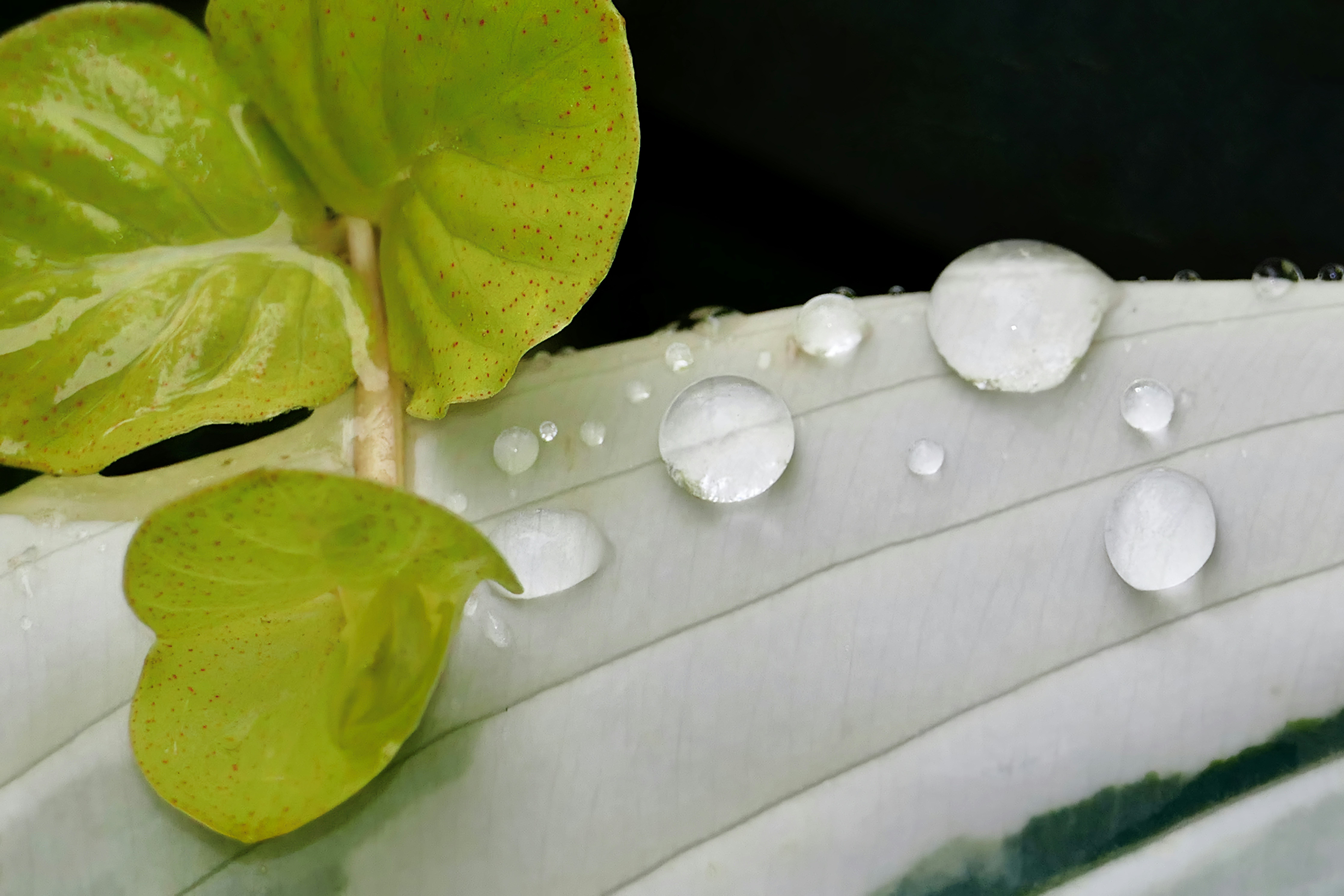 a close up of a leaf with water drops on it