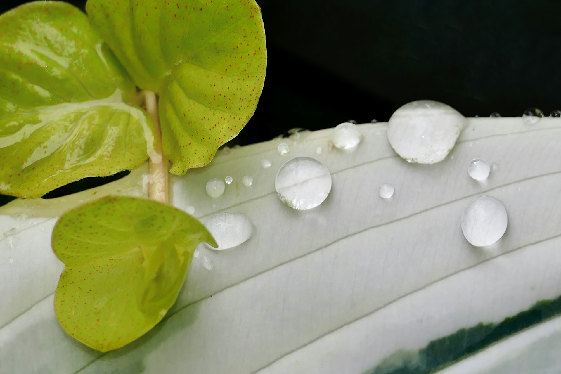 a close up of a leaf with water drops on it