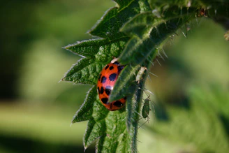 a lady bug sitting on top of a green leaf