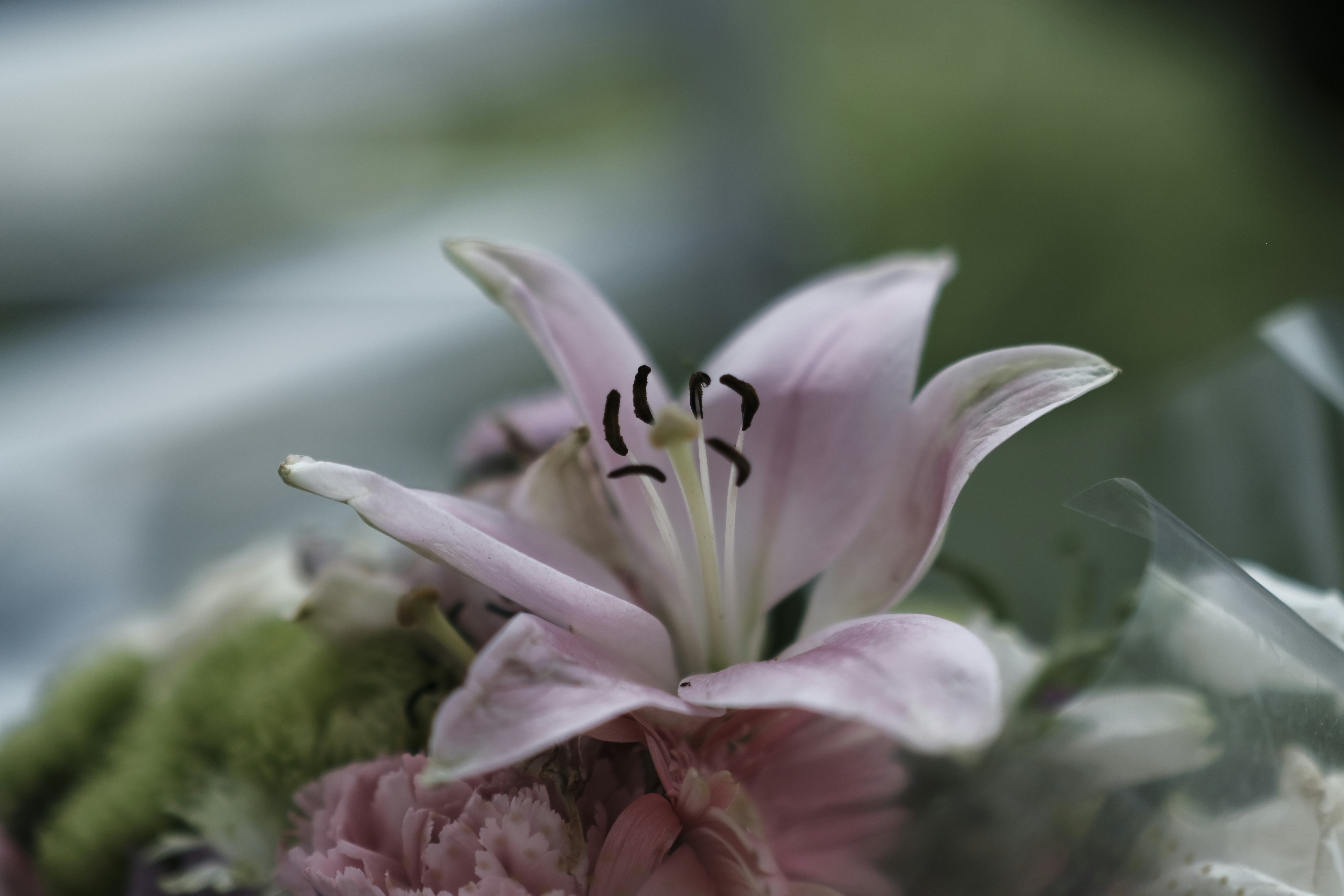 Photo by alzo29405