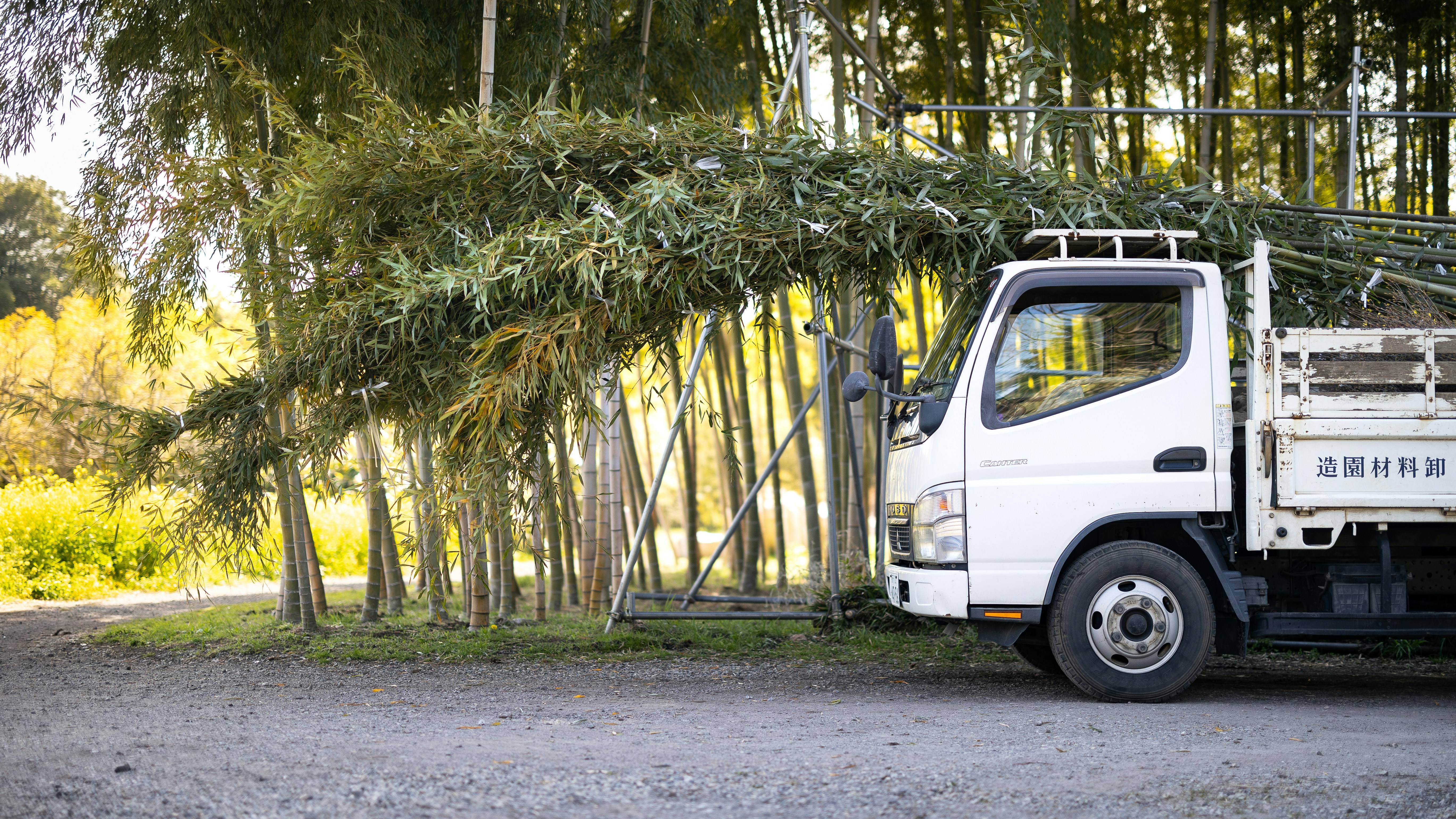 a white truck parked in front of a bamboo tree