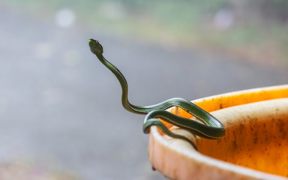 a green snake is in a yellow bowl
