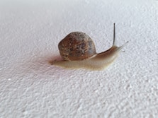 a close up of a snail on a white surface