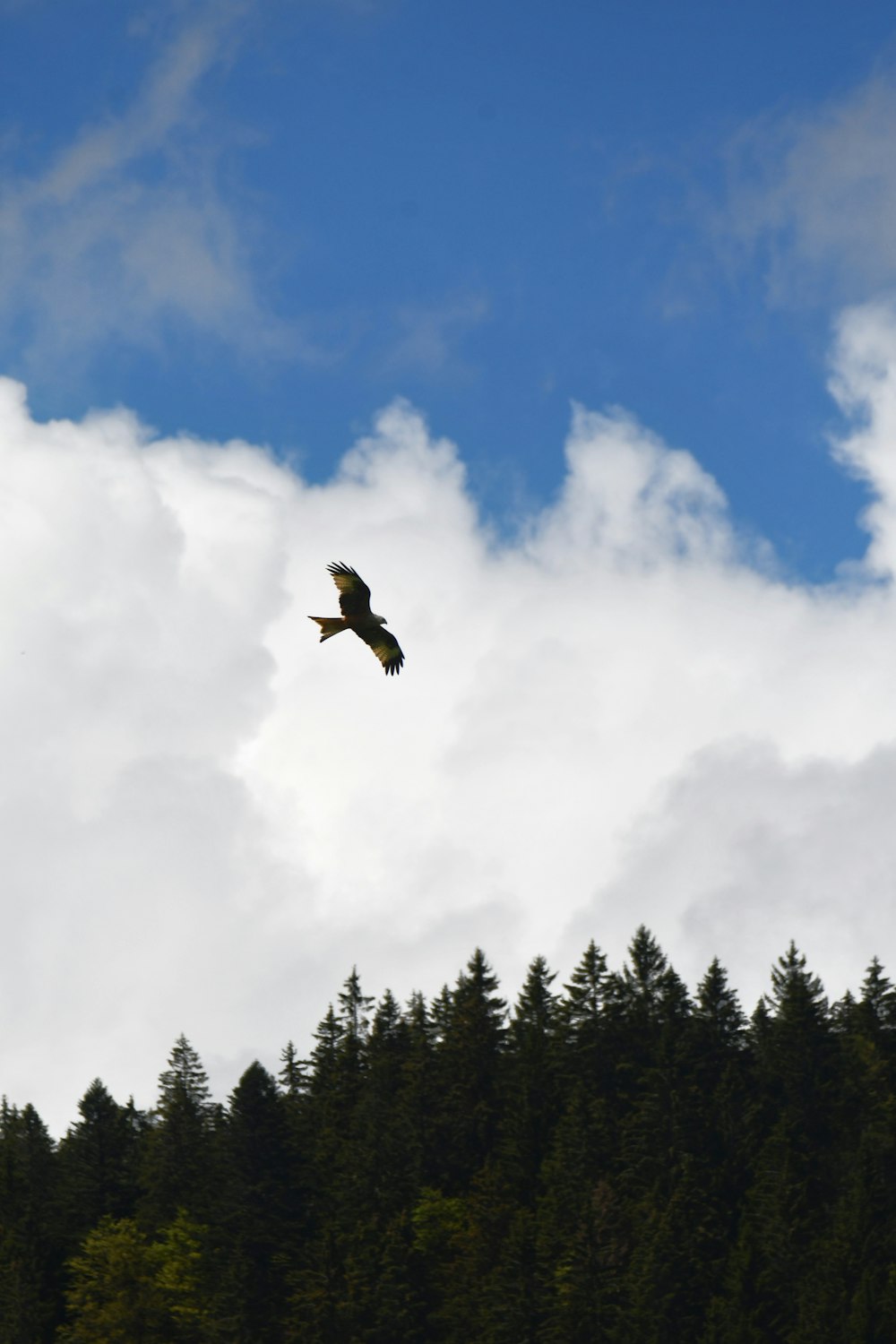 a bird flying over a forest under a cloudy sky