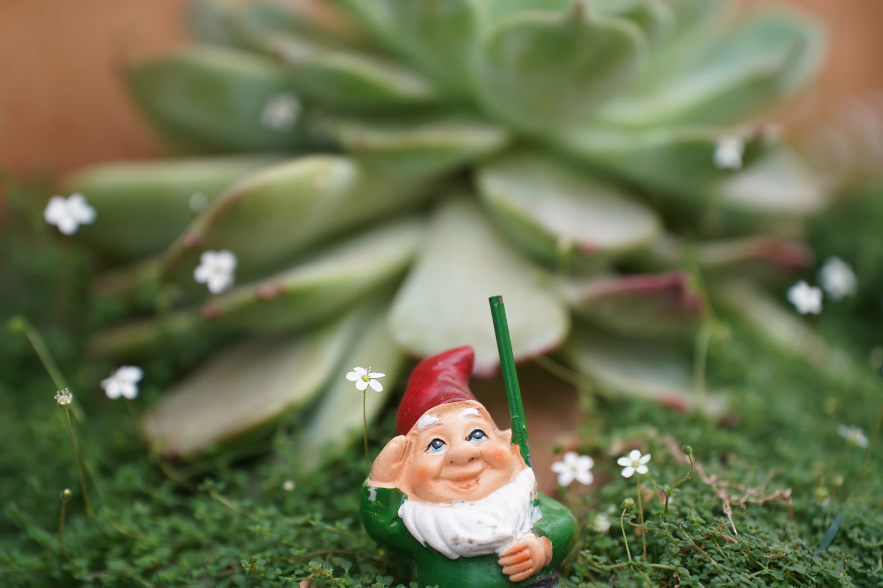 A small garden gnome standing on a creeping ground cover in flower, under the rosette of a succulent