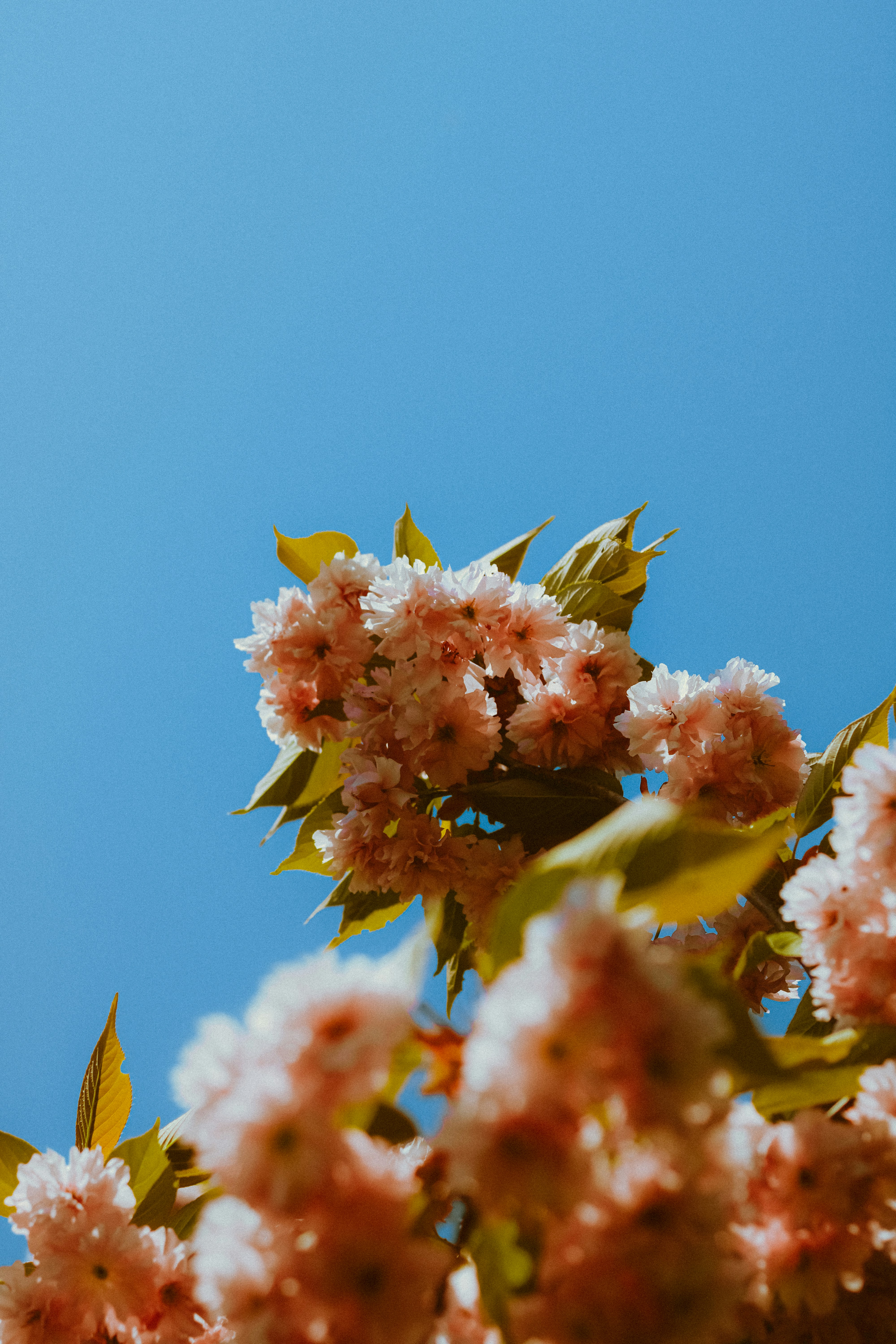 Photo by linusbelanger