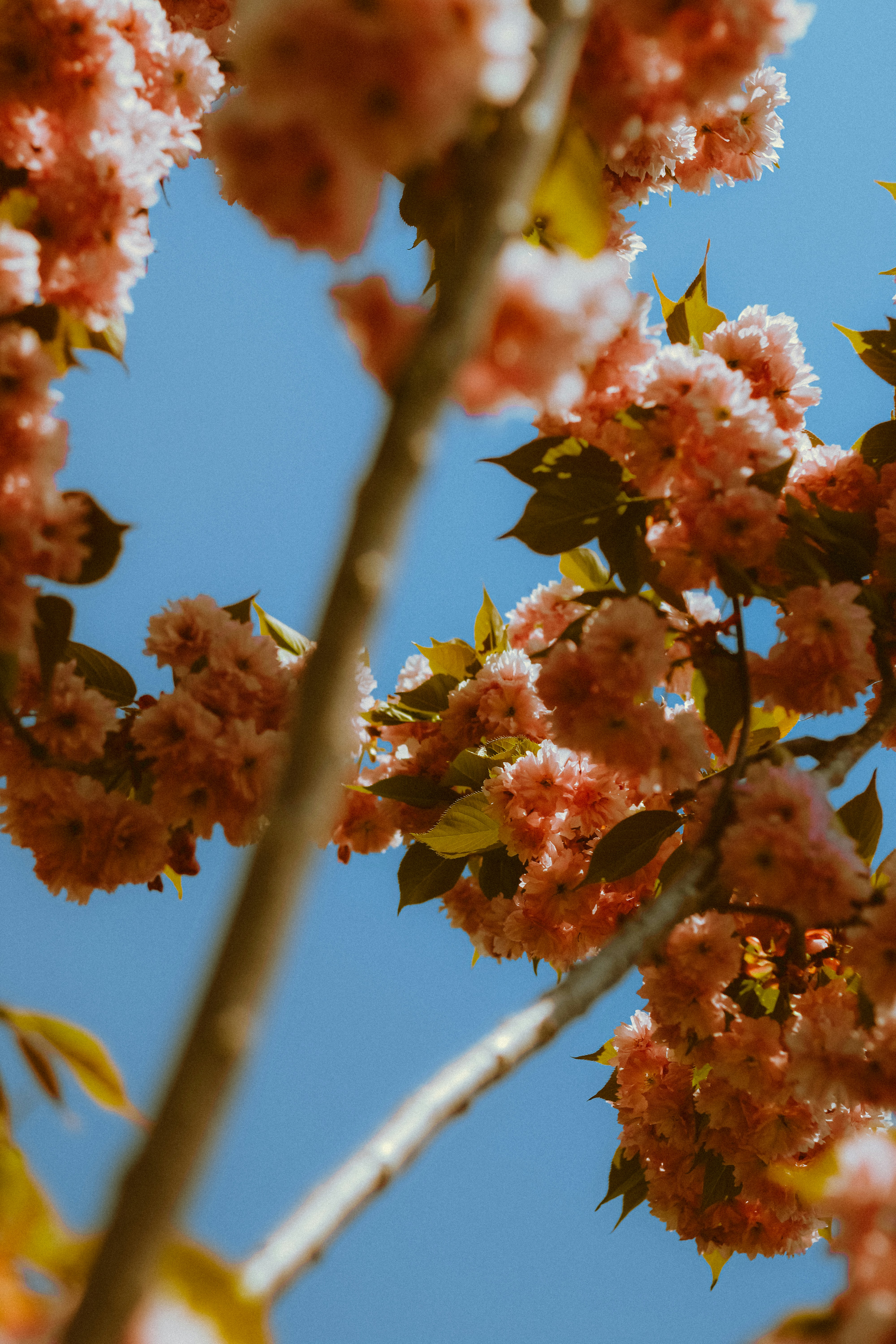 Photo by linusbelanger