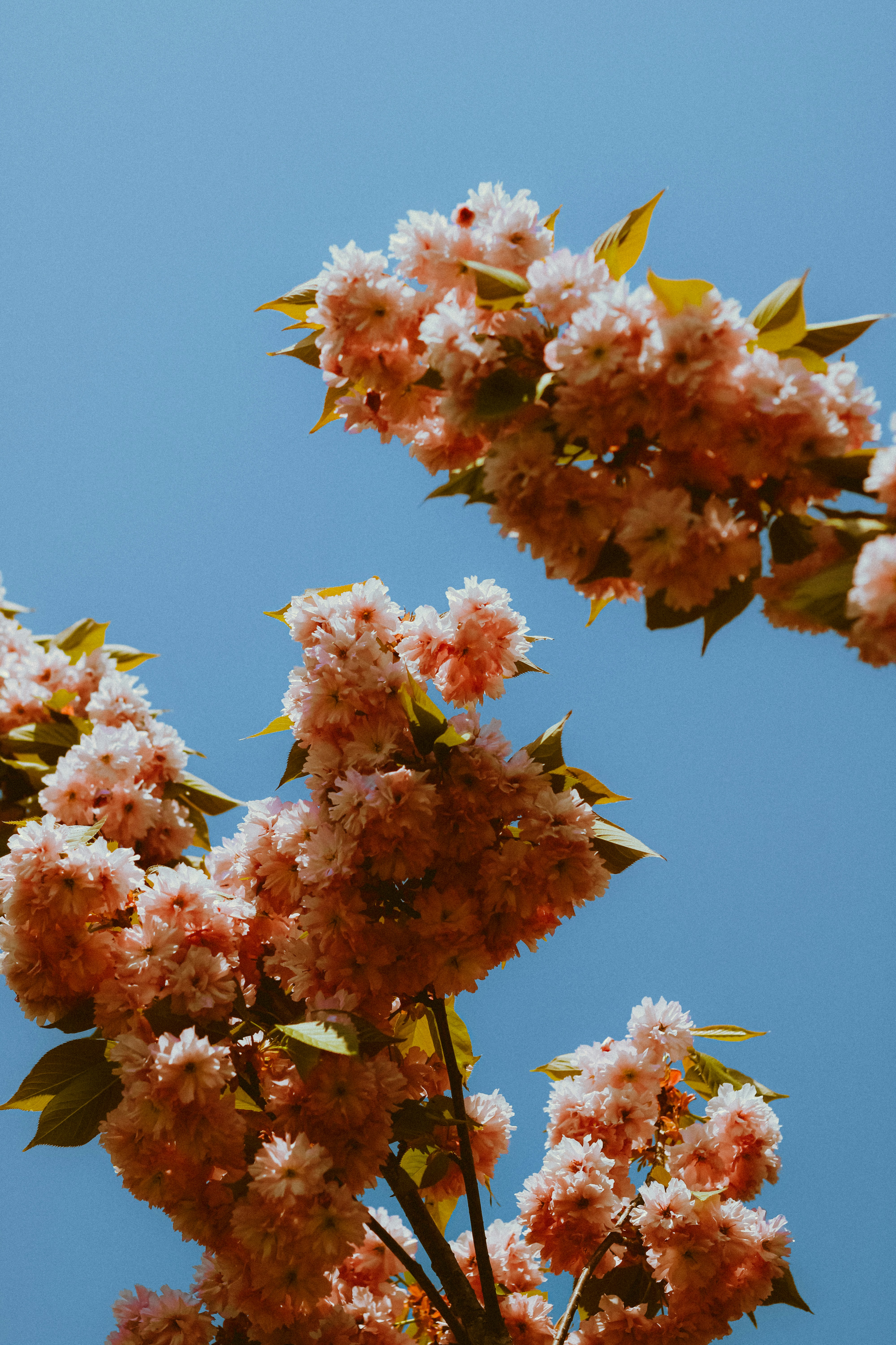 Photo by linusbelanger