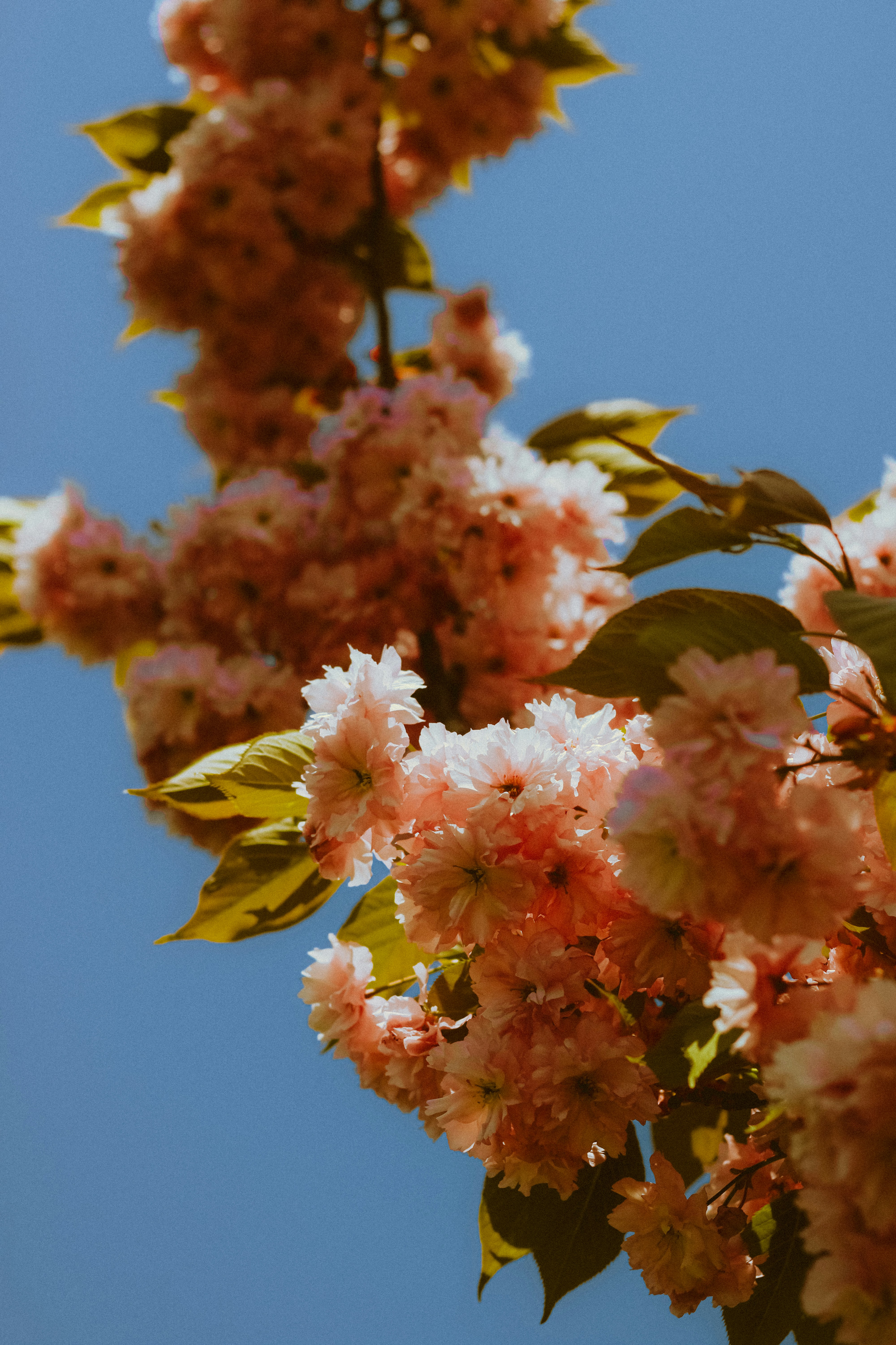 Photo by linusbelanger