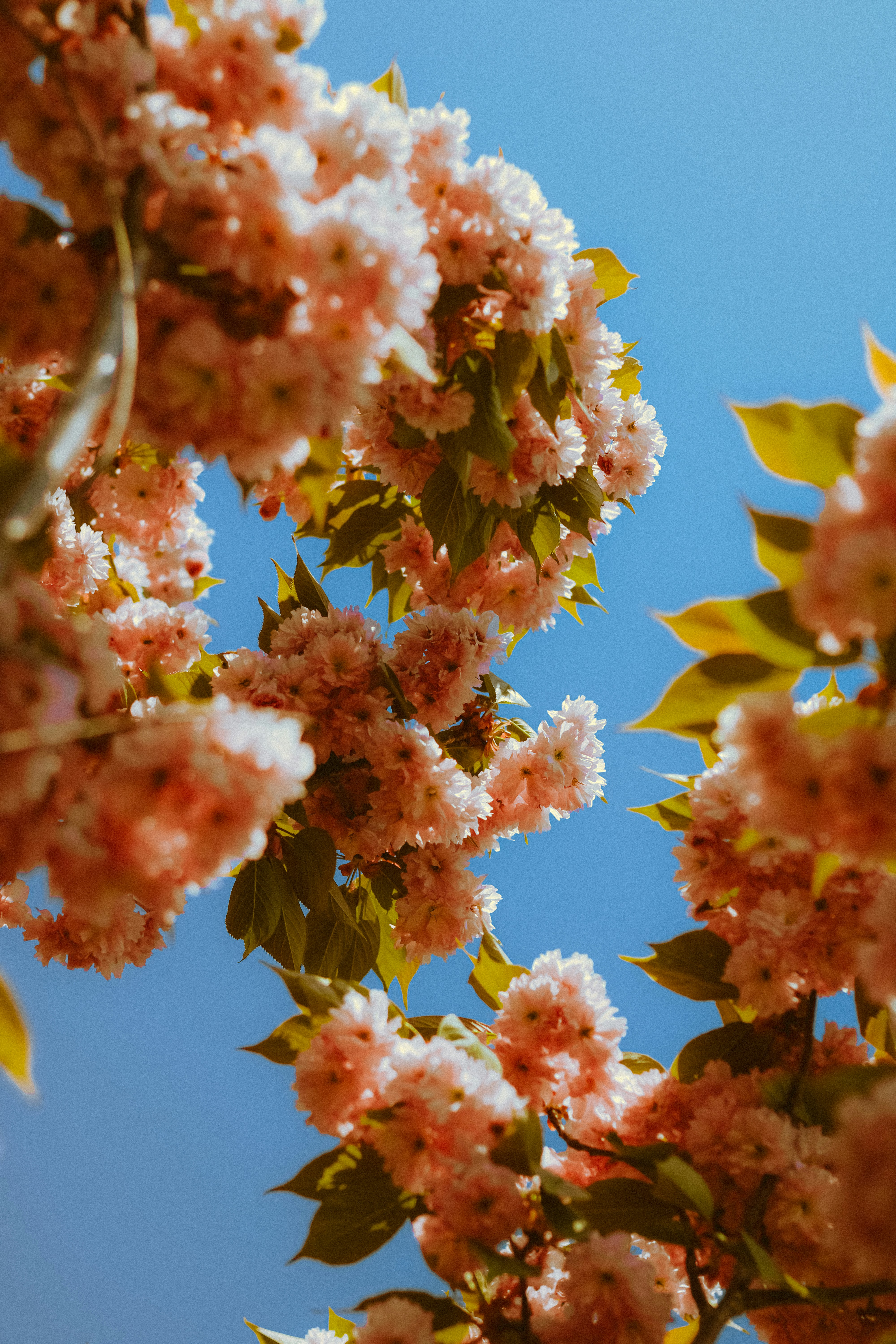 Photo by linusbelanger