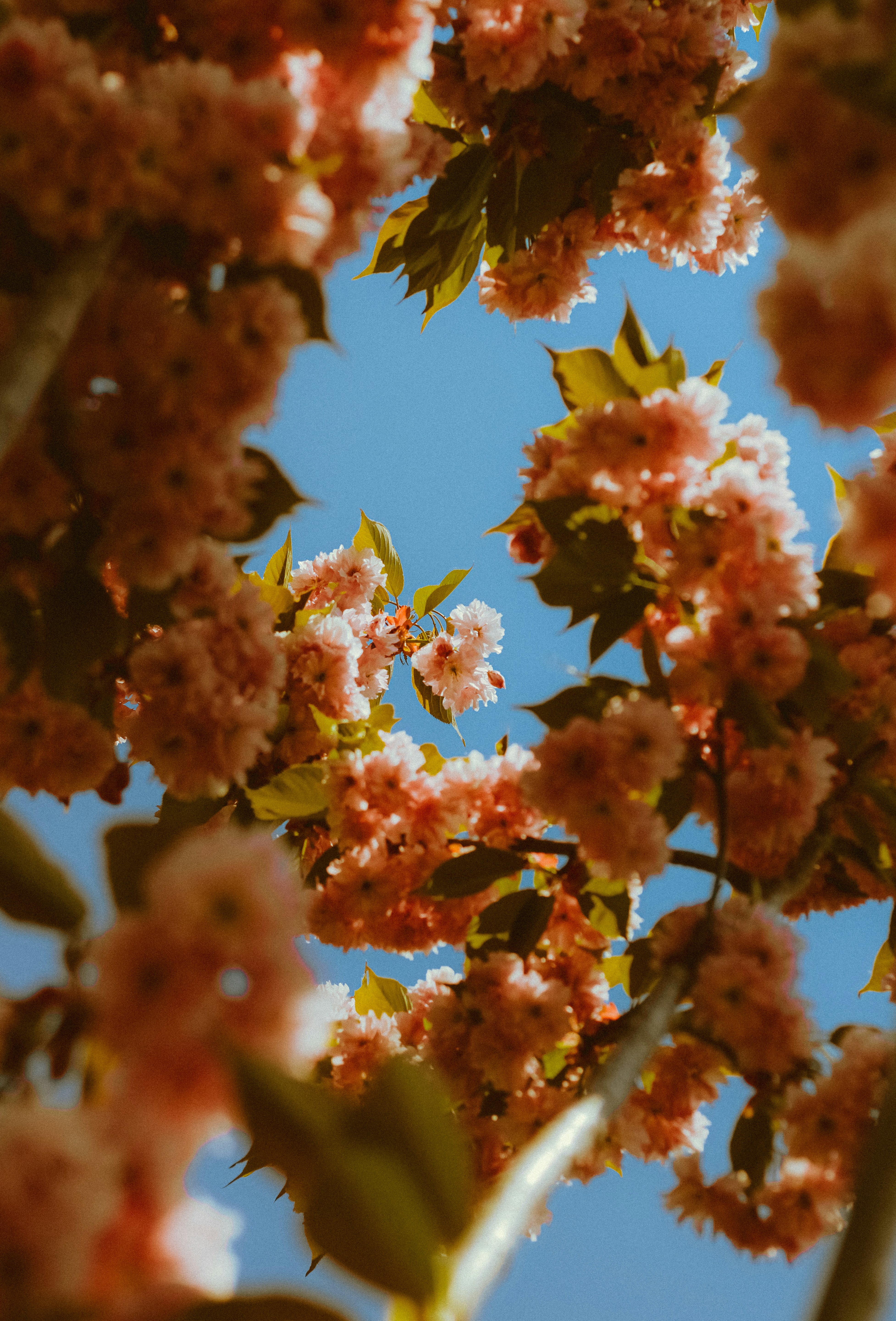 Photo by linusbelanger