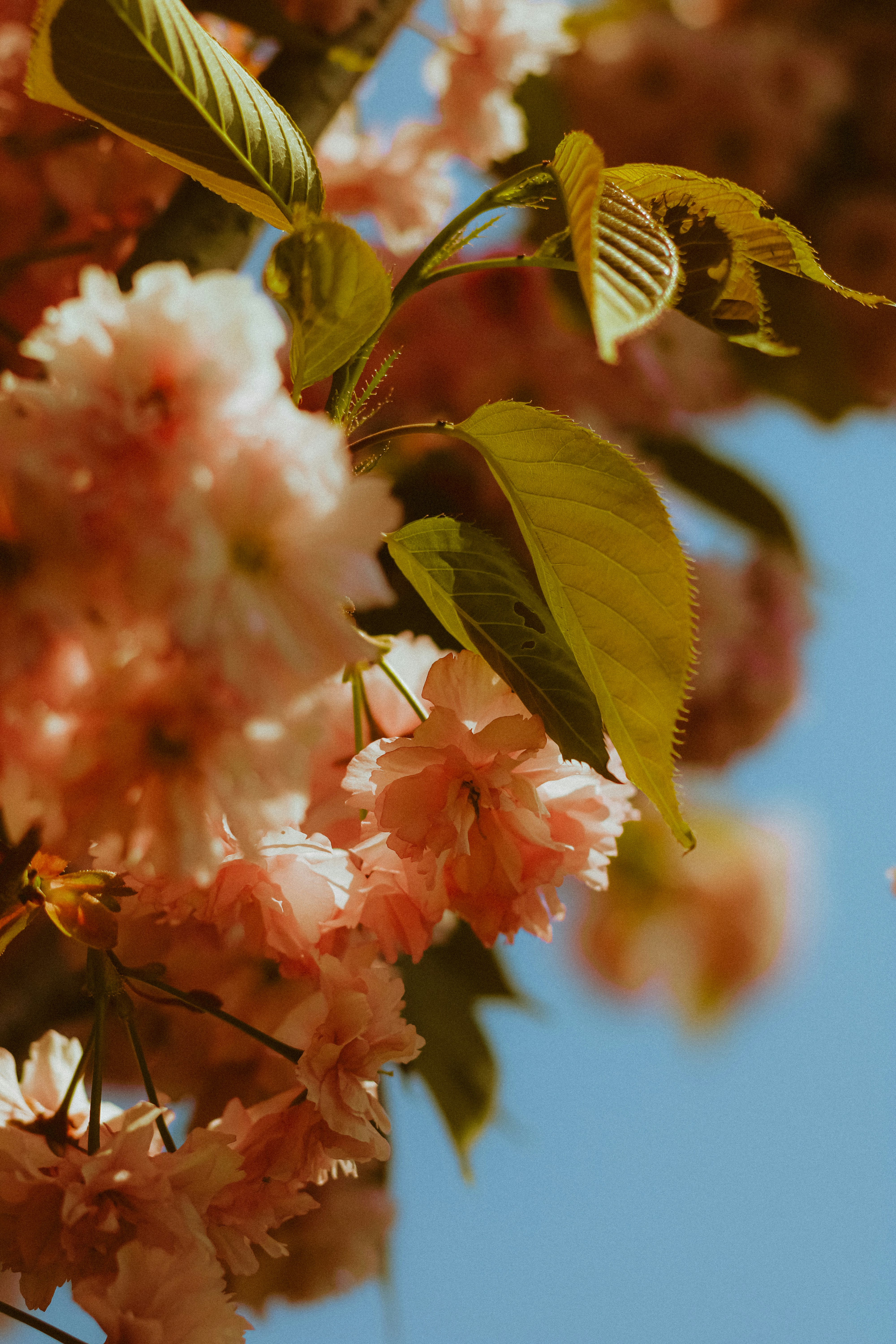 Photo by linusbelanger