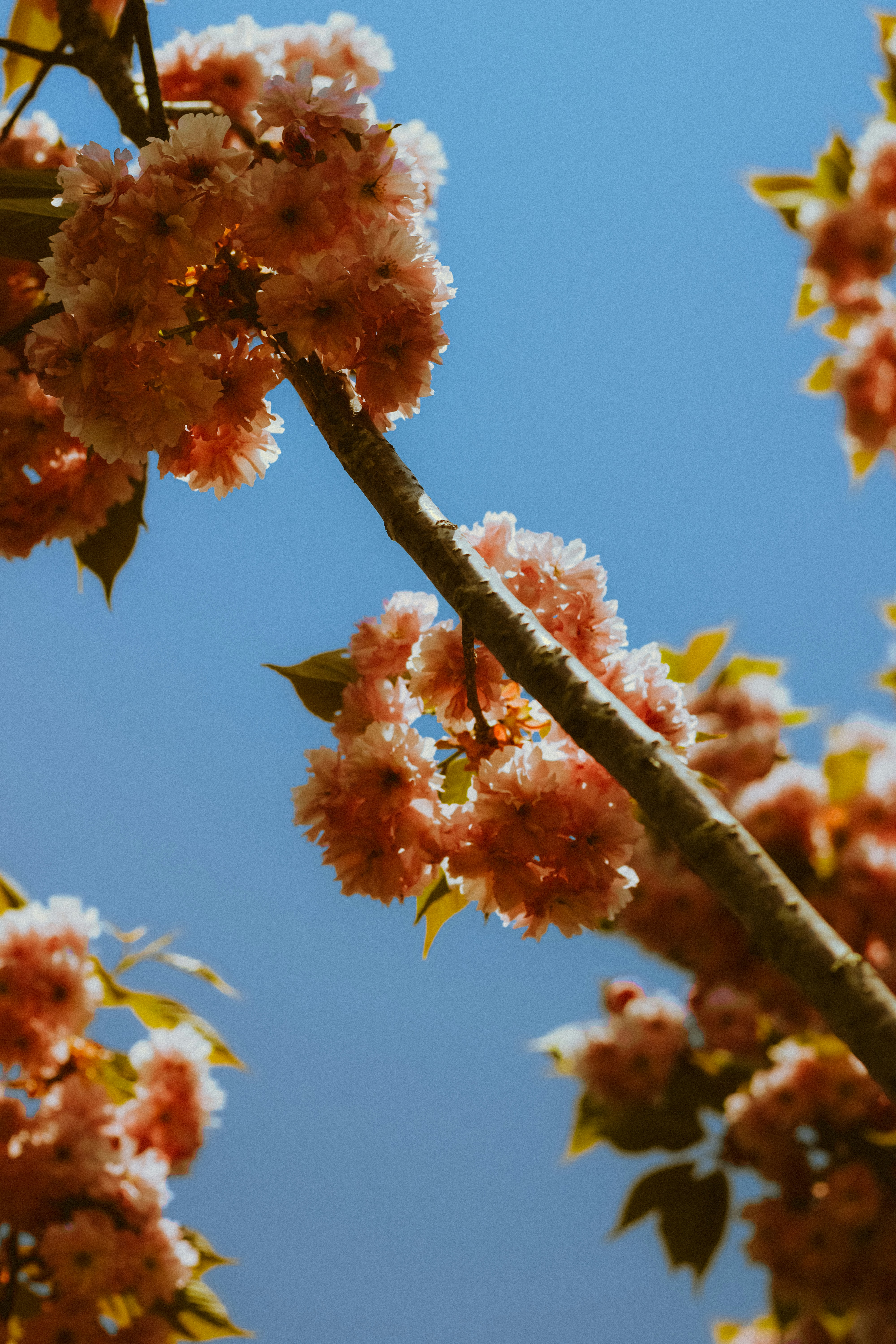 Photo by linusbelanger