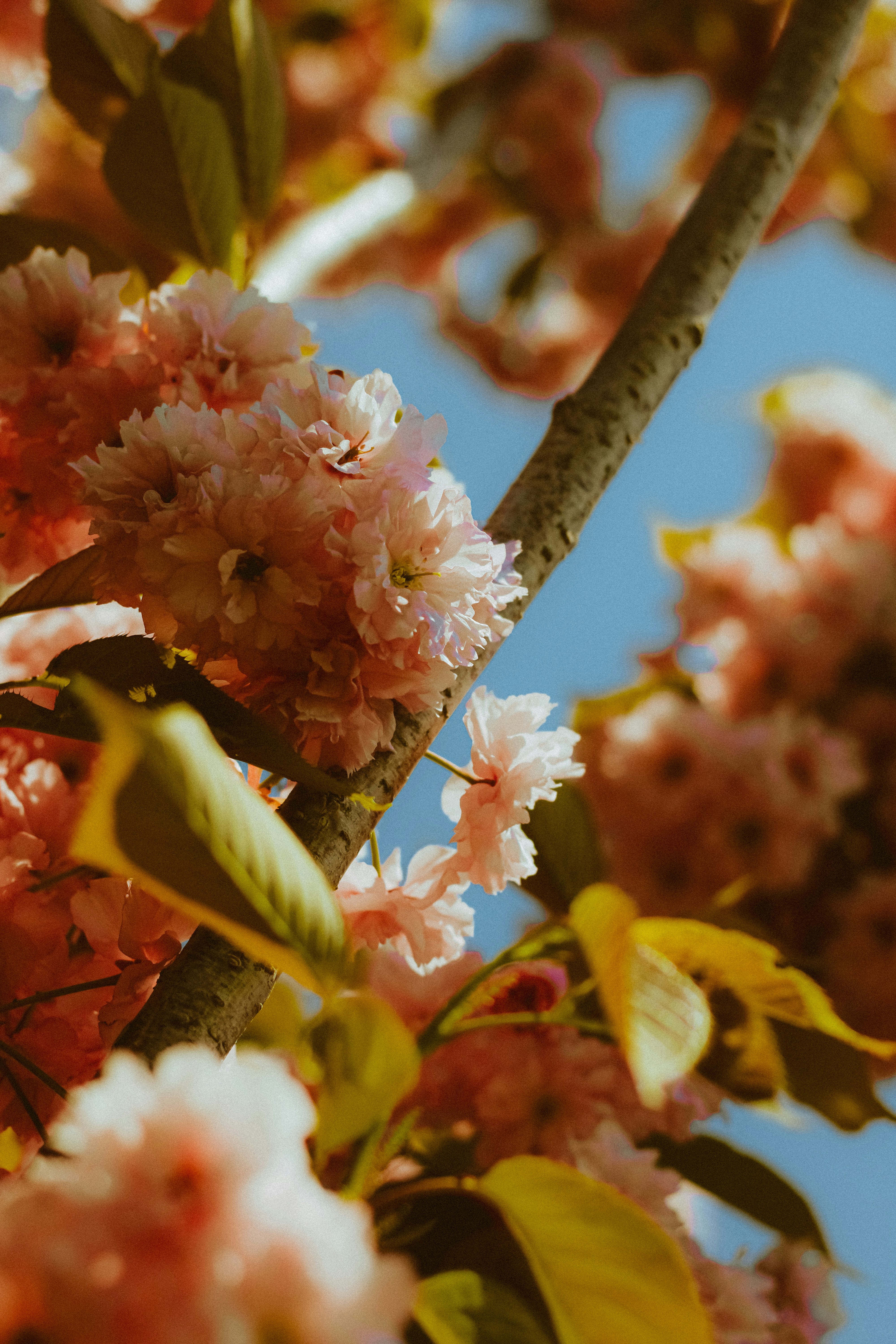 Photo by linusbelanger