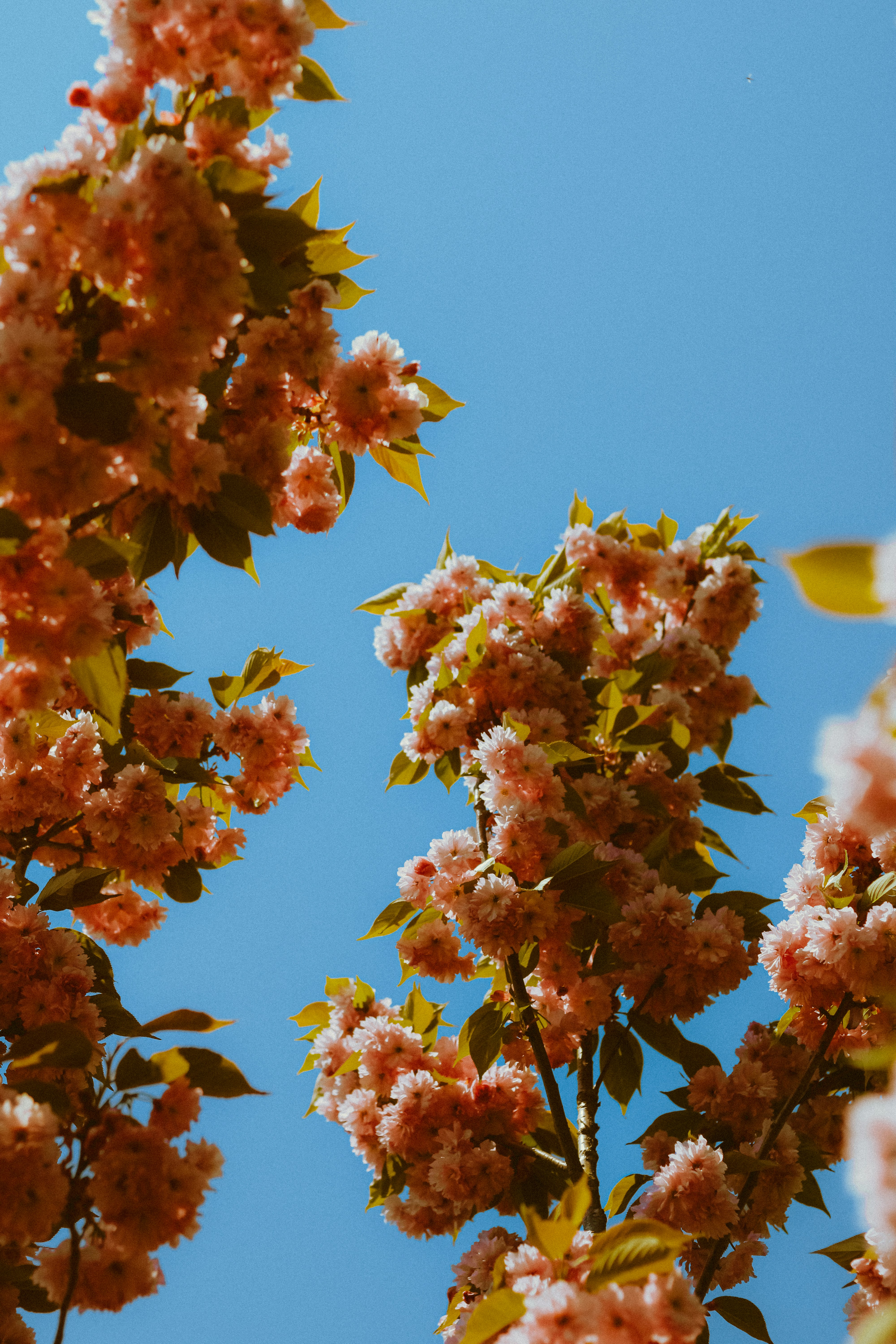 Photo by linusbelanger