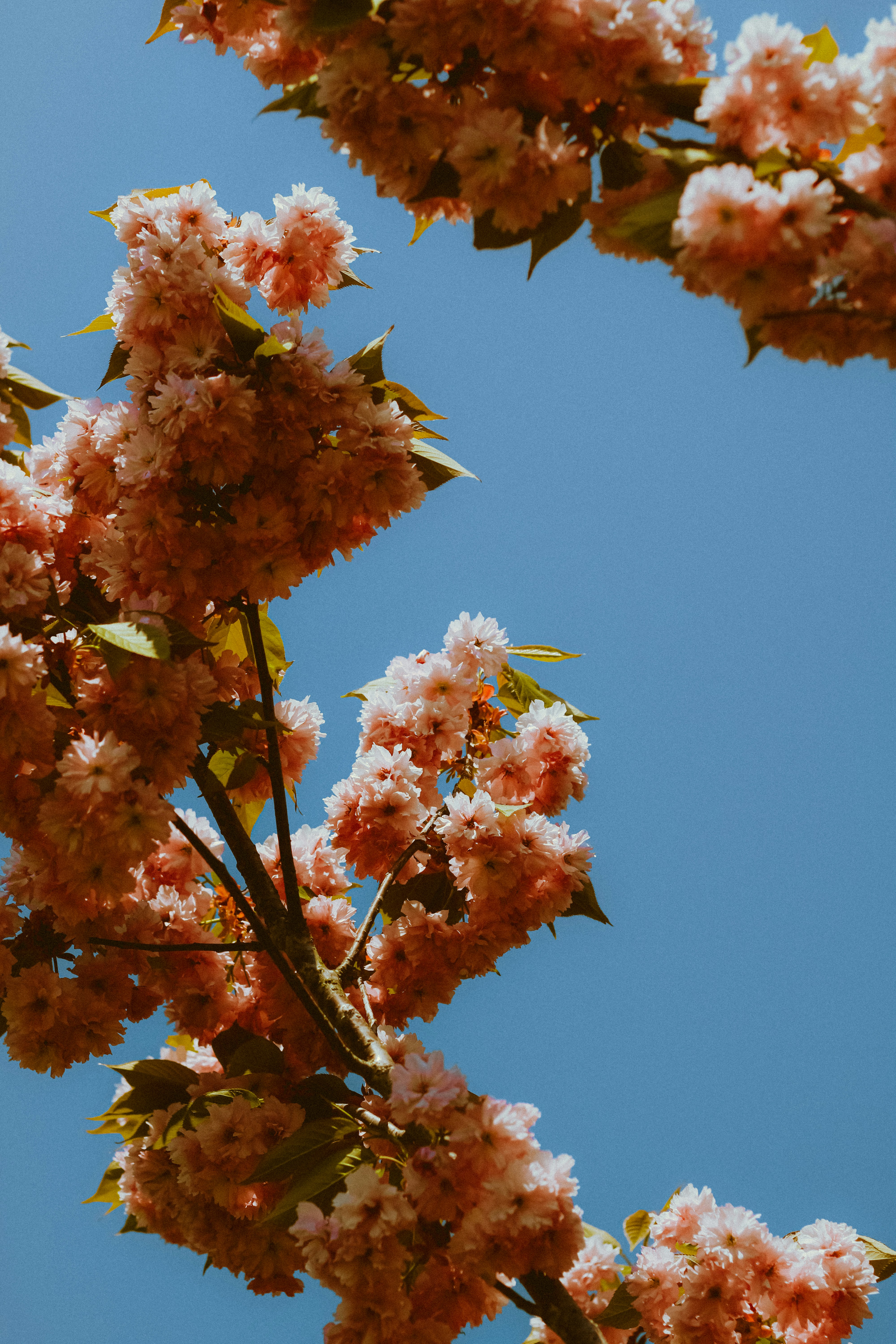 Photo by linusbelanger