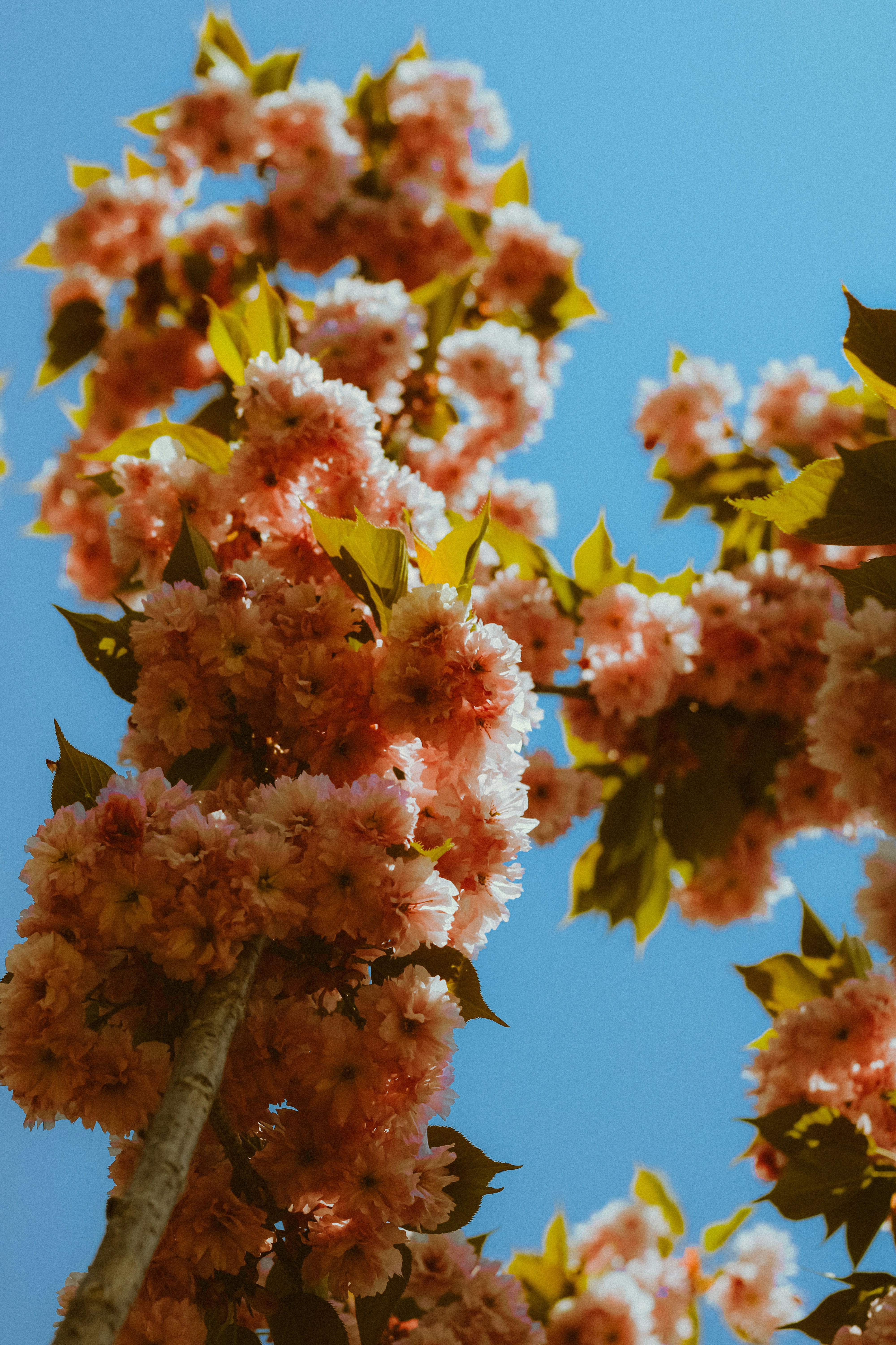 Photo by linusbelanger