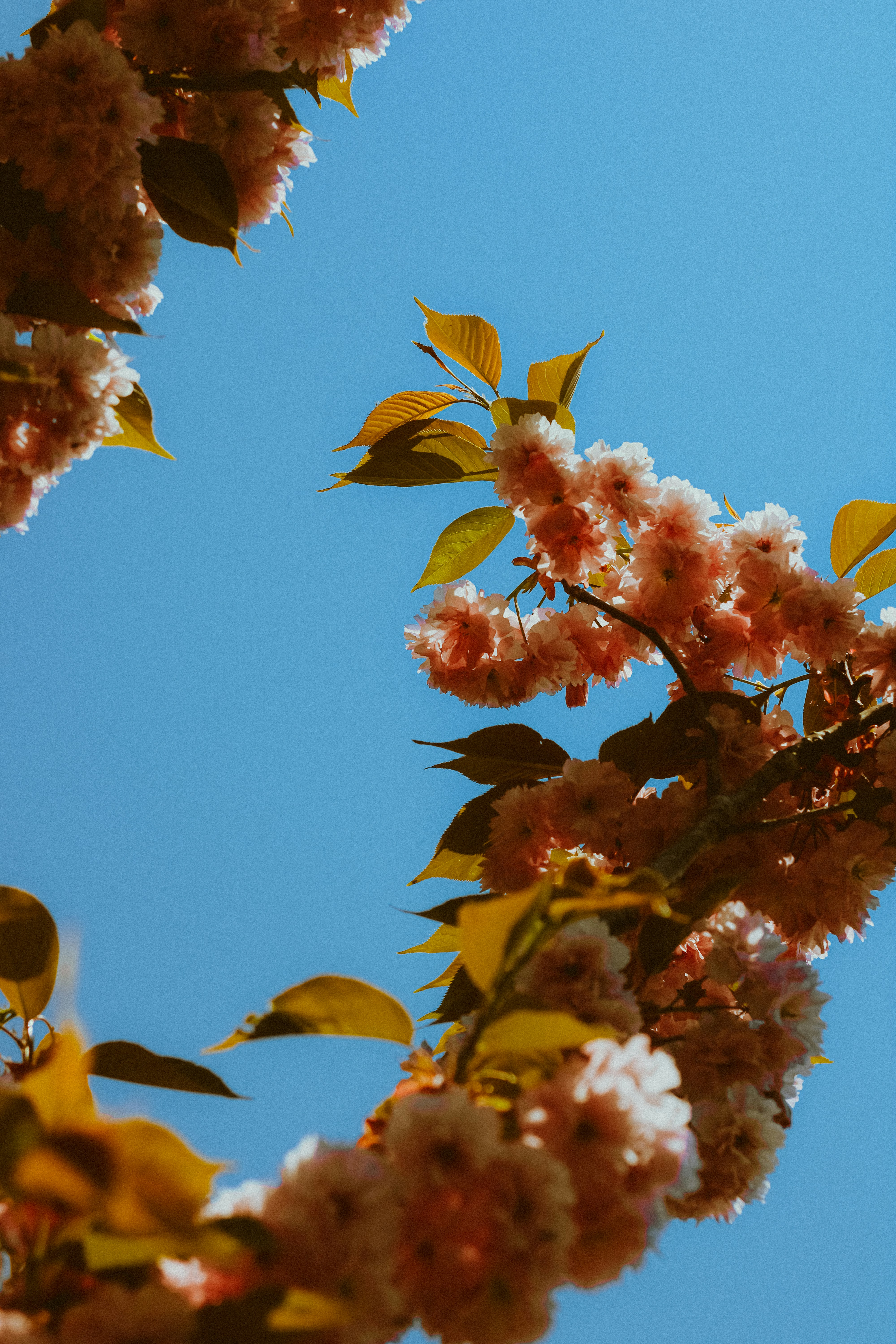 Photo by linusbelanger