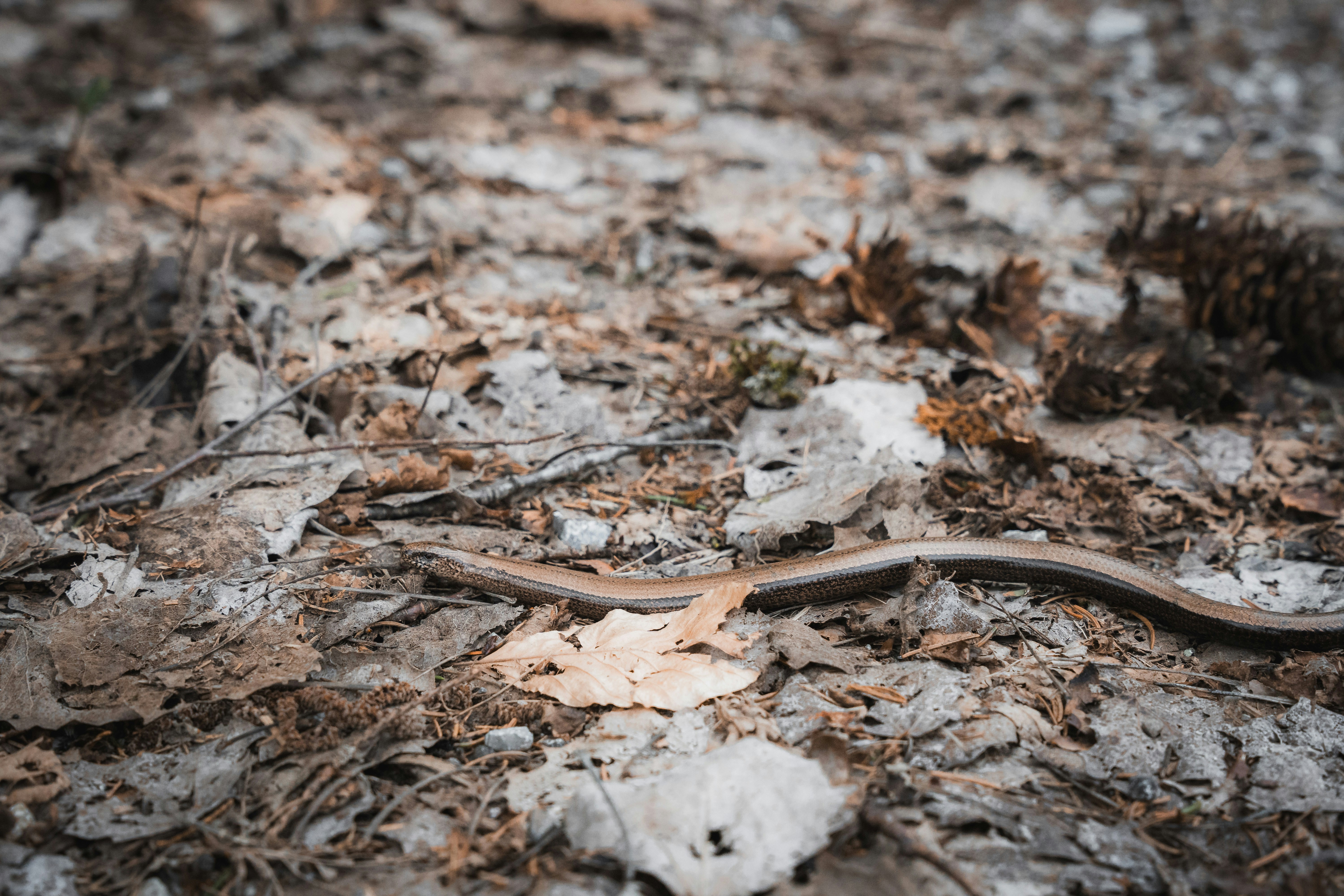 Photo by fabiankleiser