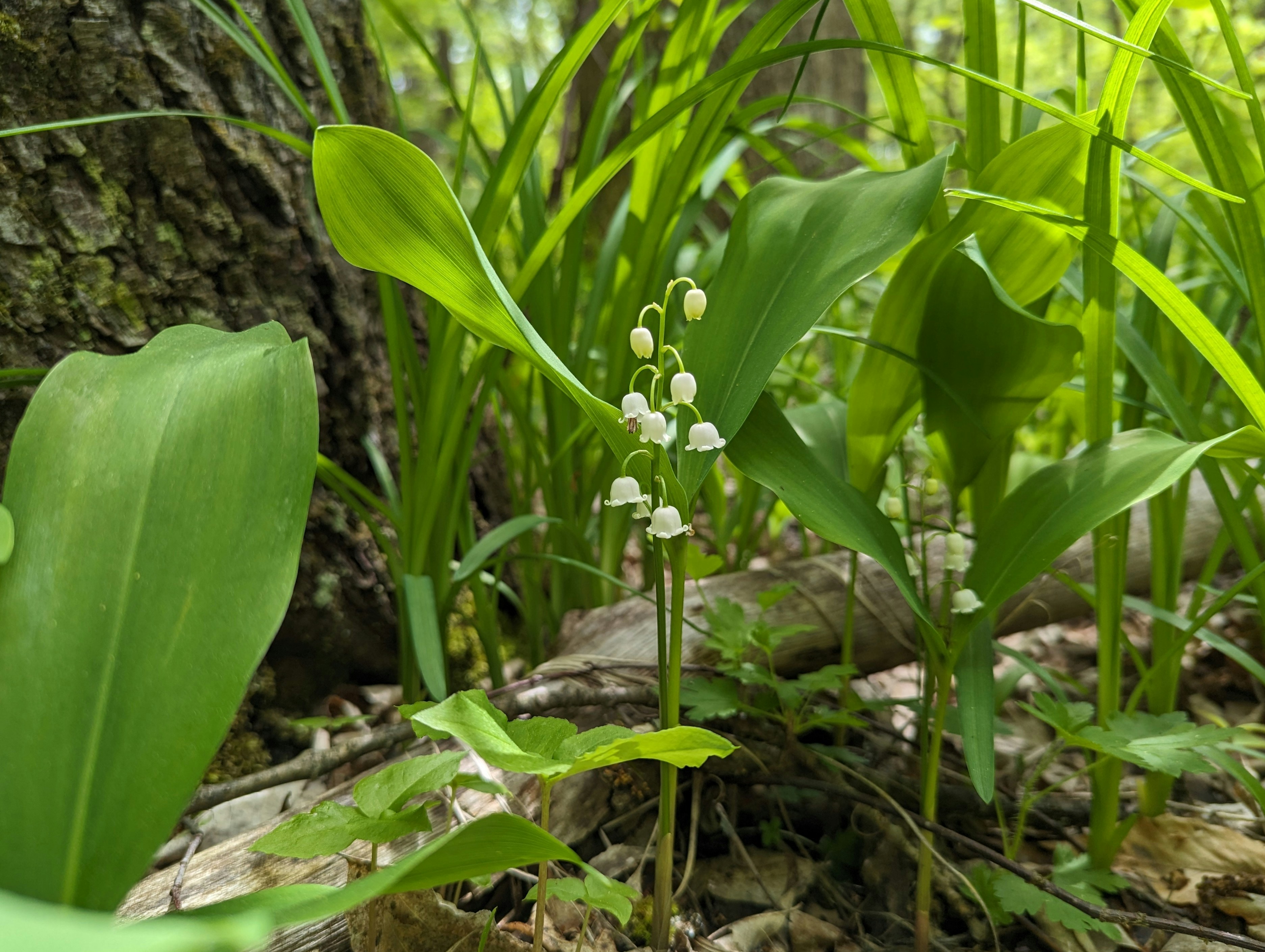 Photo by tamrootbeer