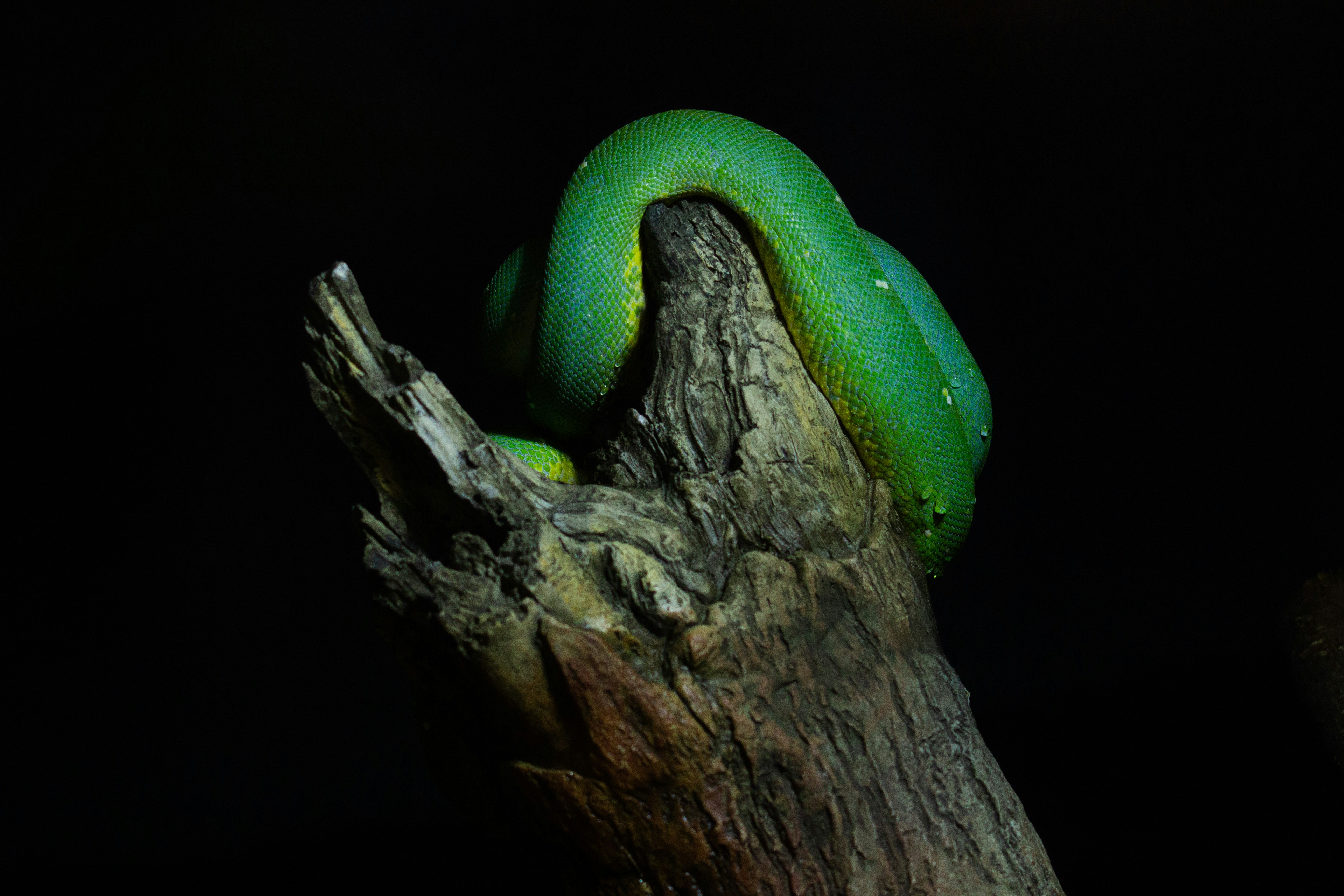 a green snake sitting on top of a tree branch