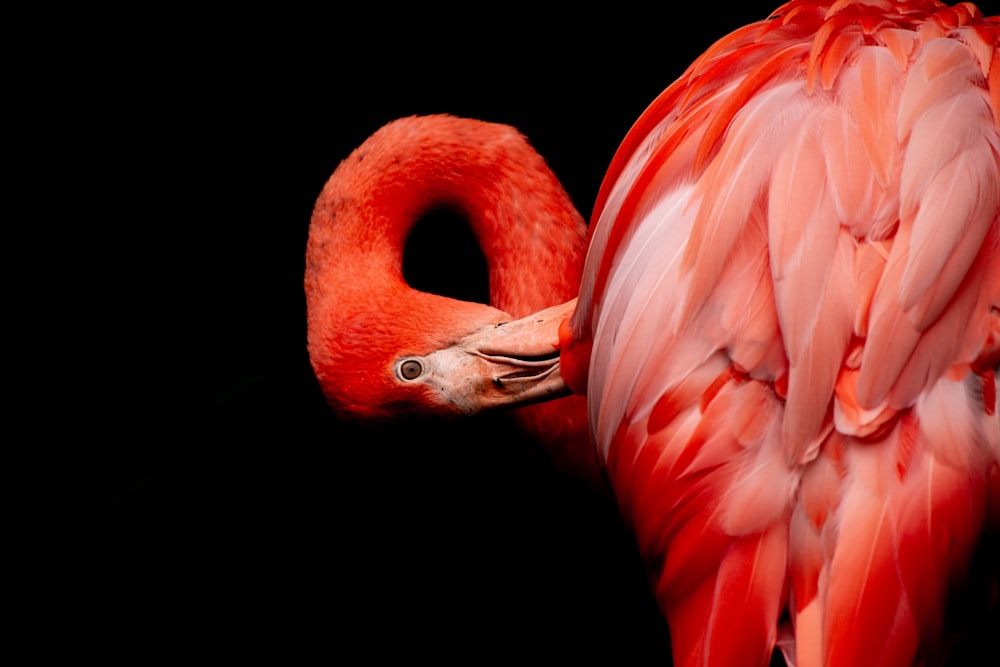a close up of a pink flamingo on a black background