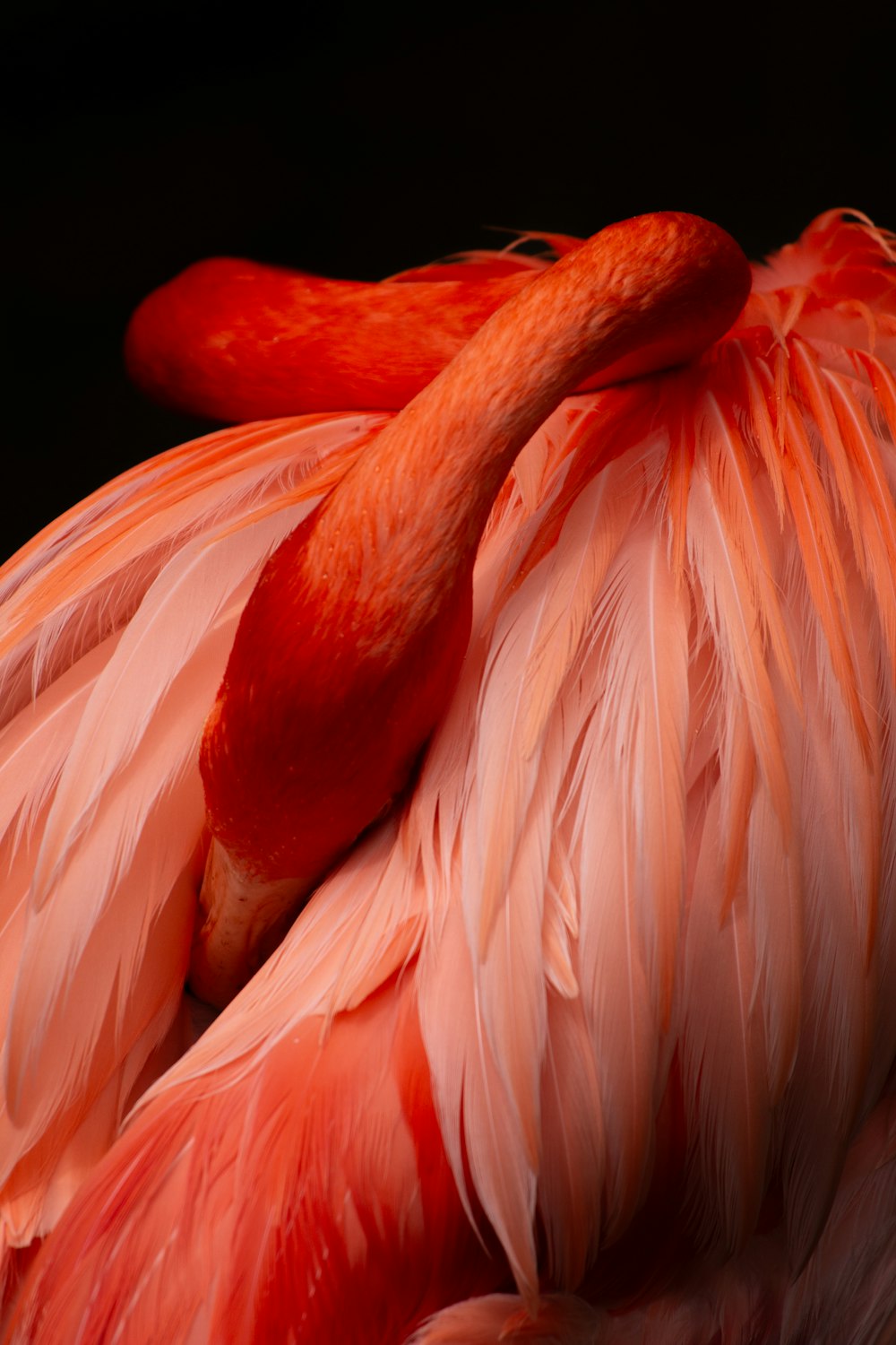 a close up of a flamingo's head and neck