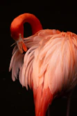 a close up of a pink flamingo on a black background