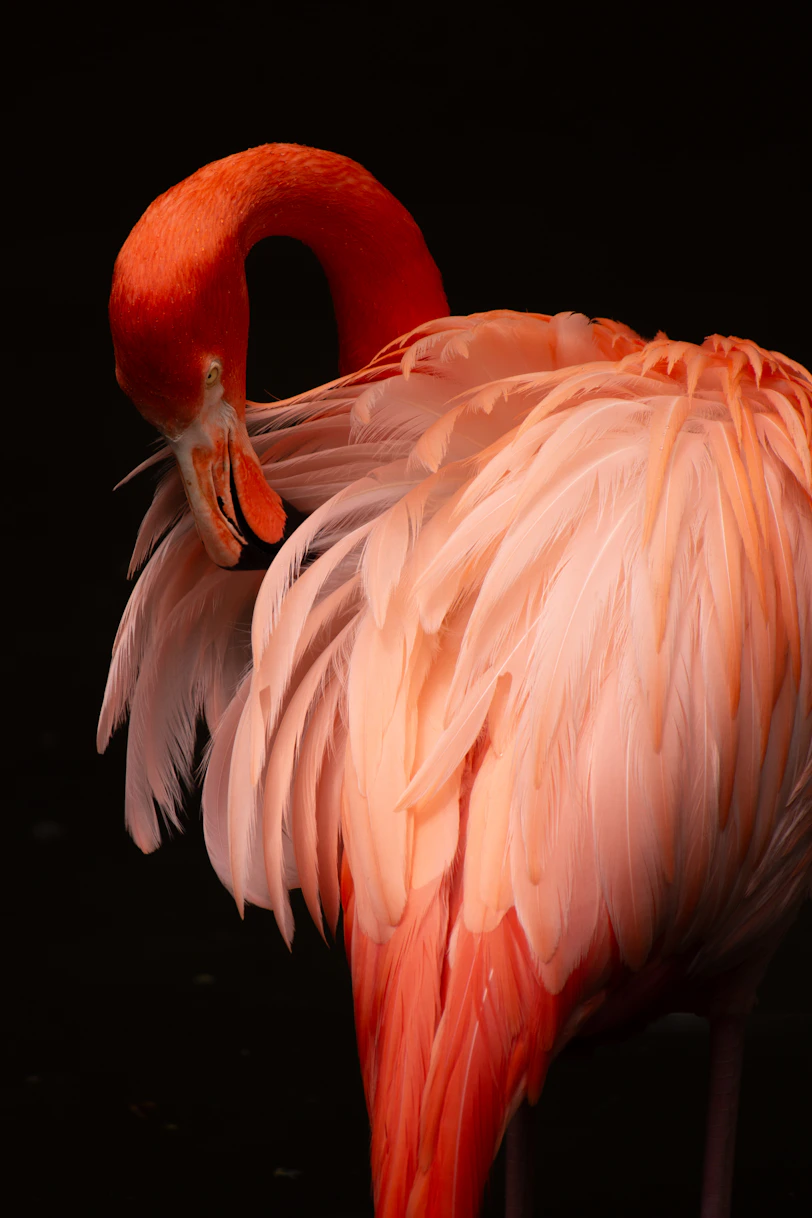 a close up of a pink flamingo on a black background