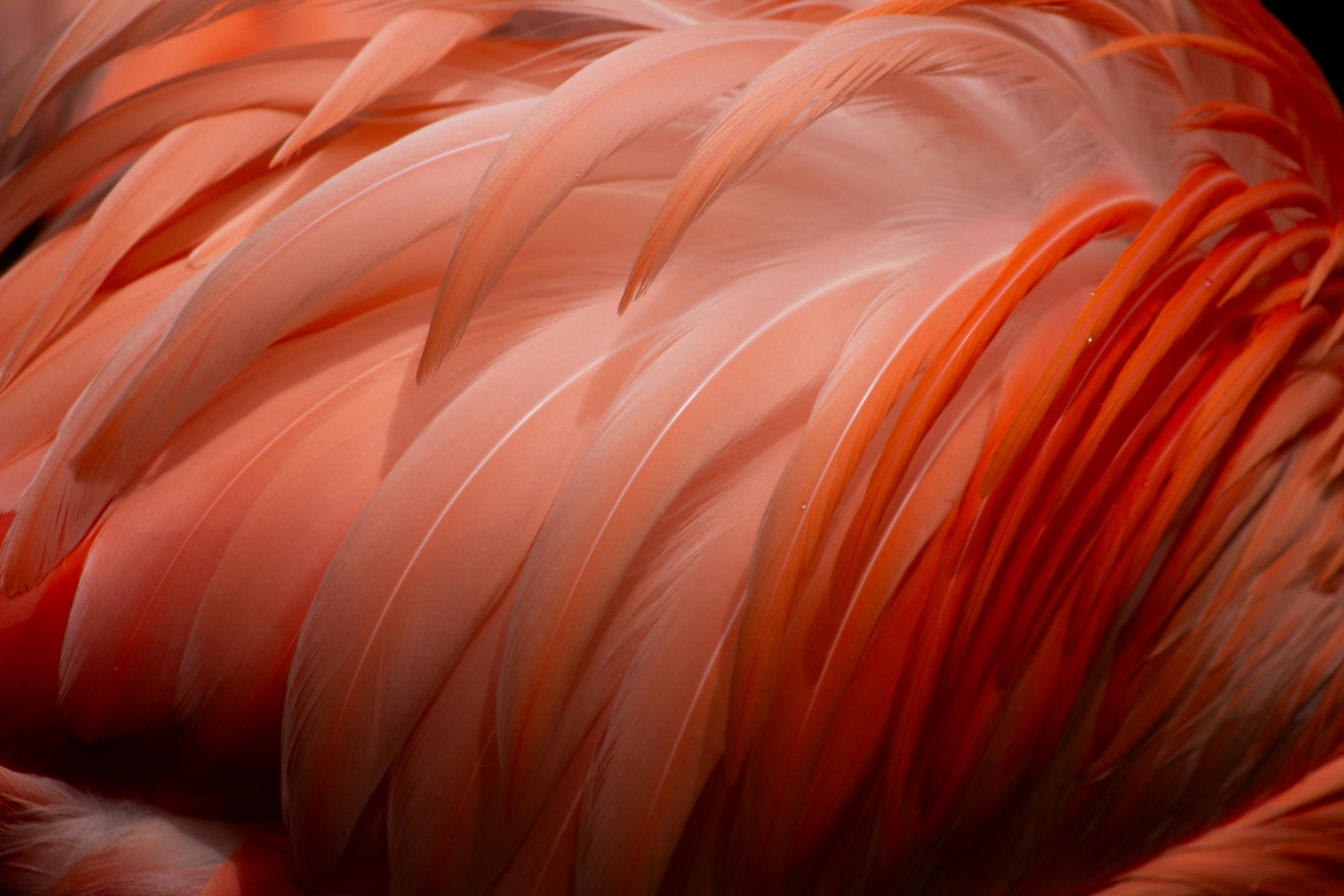 a close up of a pink flamingo's feathers