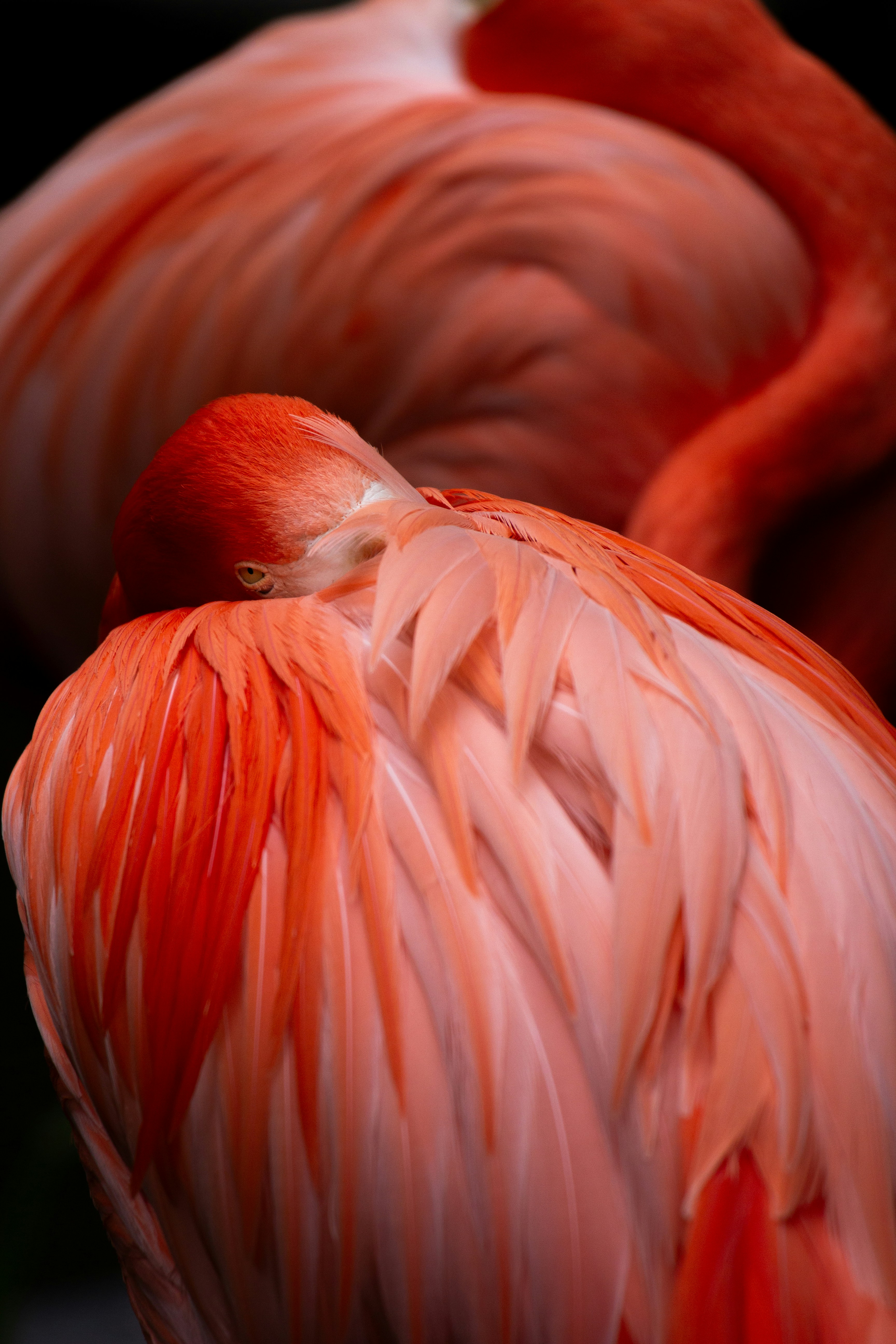 a close up of a pink flamingo