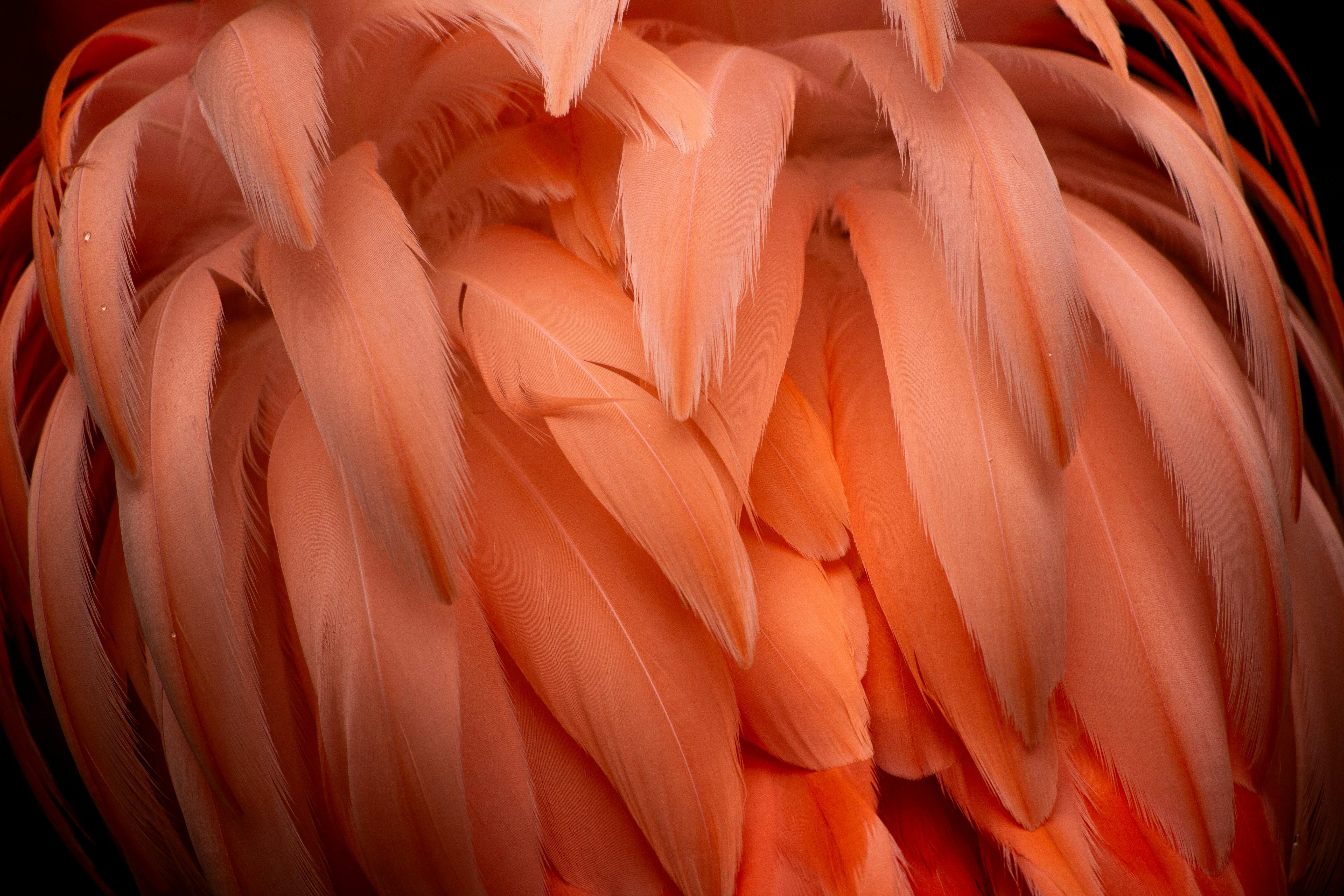 a close up of a pink bird's feathers