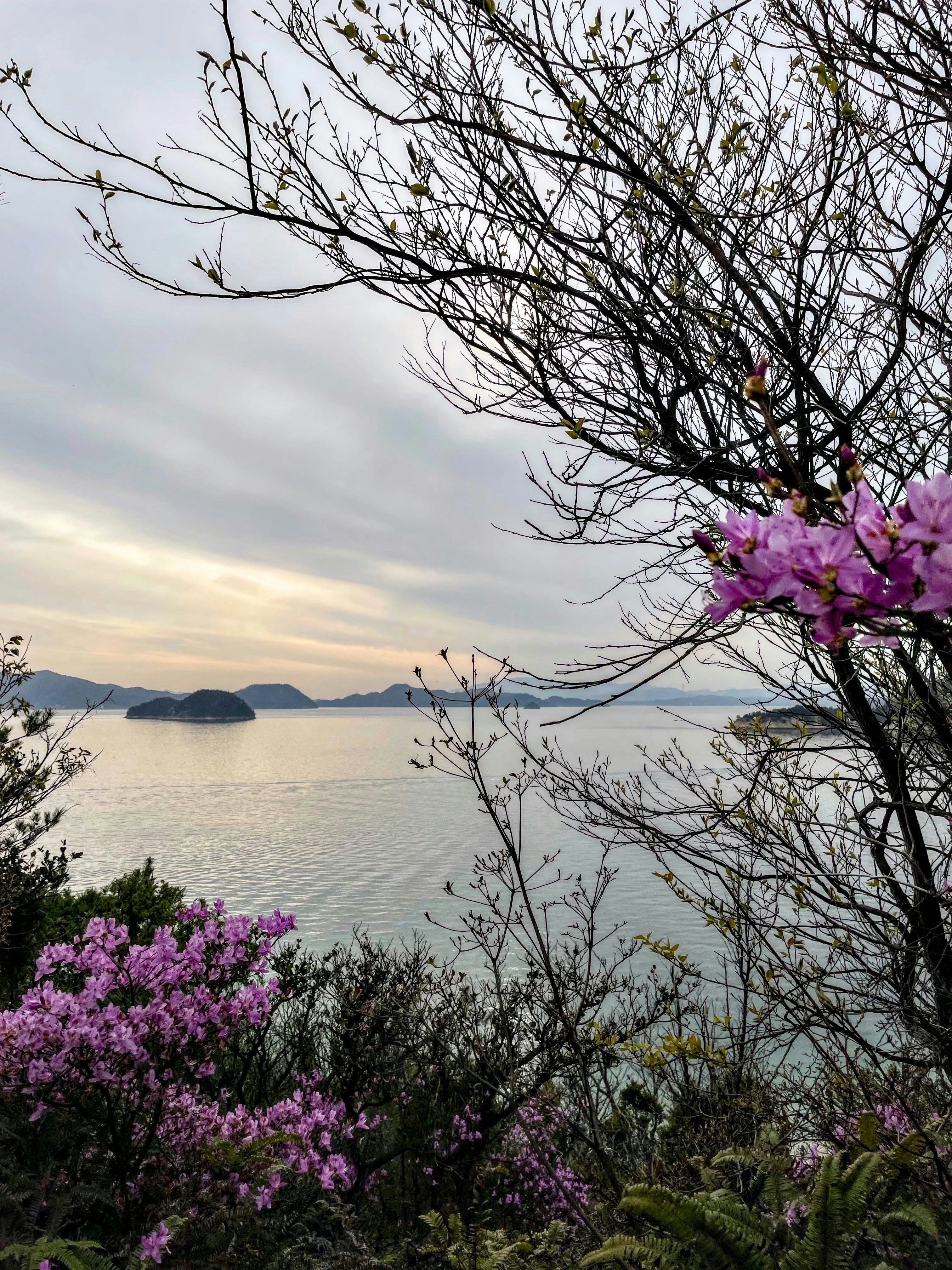 Blick auf ein Gewässer mit violetten Blumen im Vordergrund