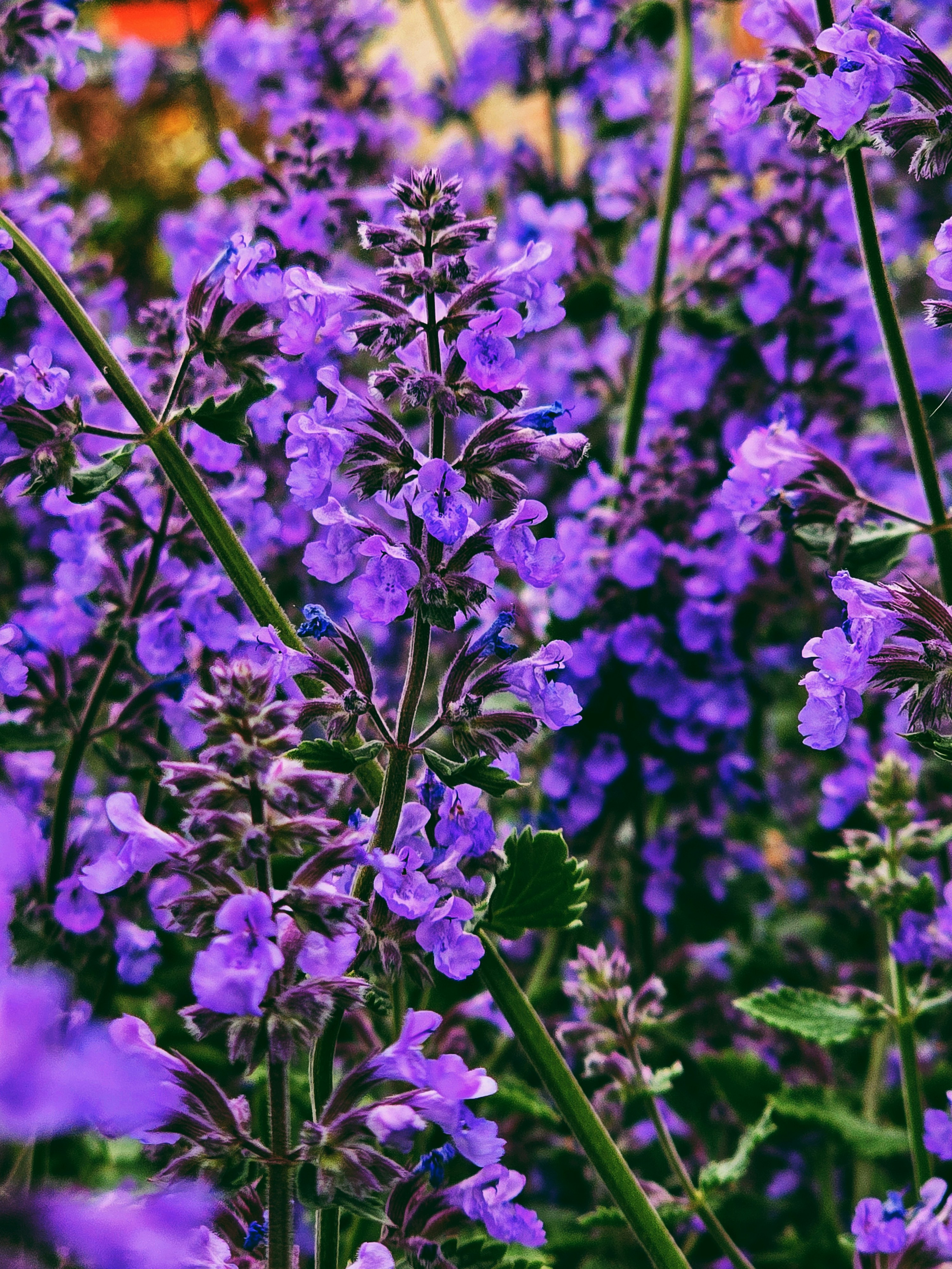 Photo by biancacecil