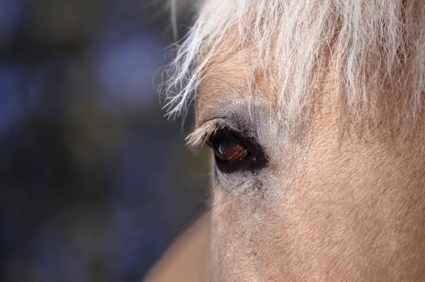 Close up of a horse's eye
